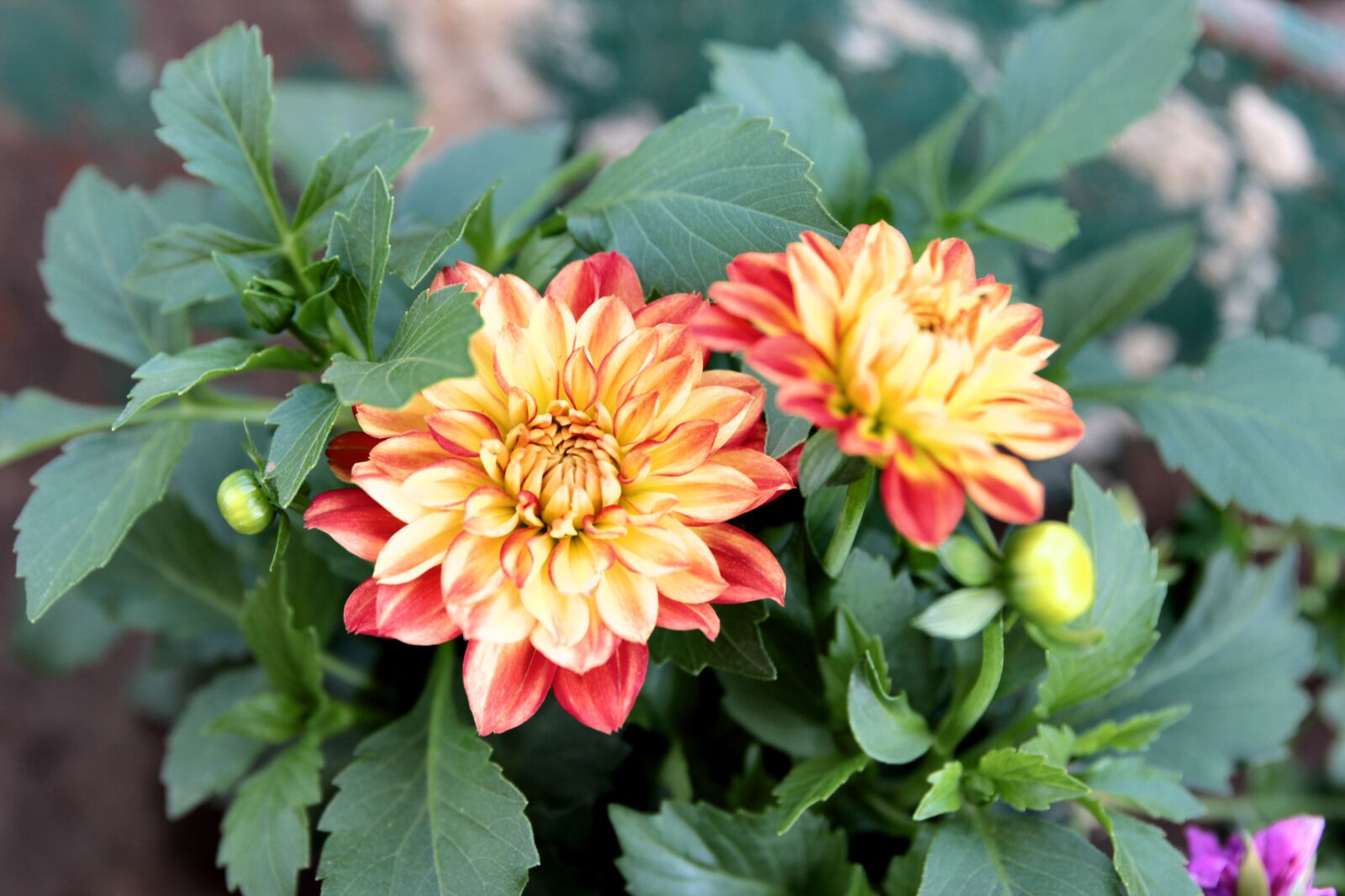 Canon EOS 550D (EOS Rebel T2i / EOS Kiss X4) sample photo. Dahlia, plant, flower photography