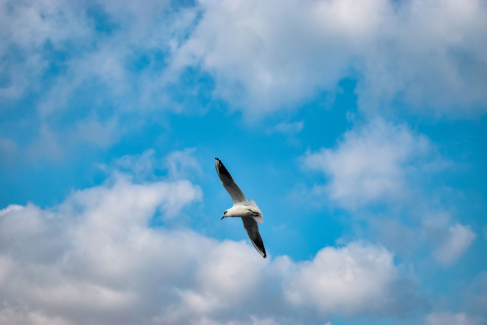 Nikon D3300 sample photo. Sky, bird, seagull photography