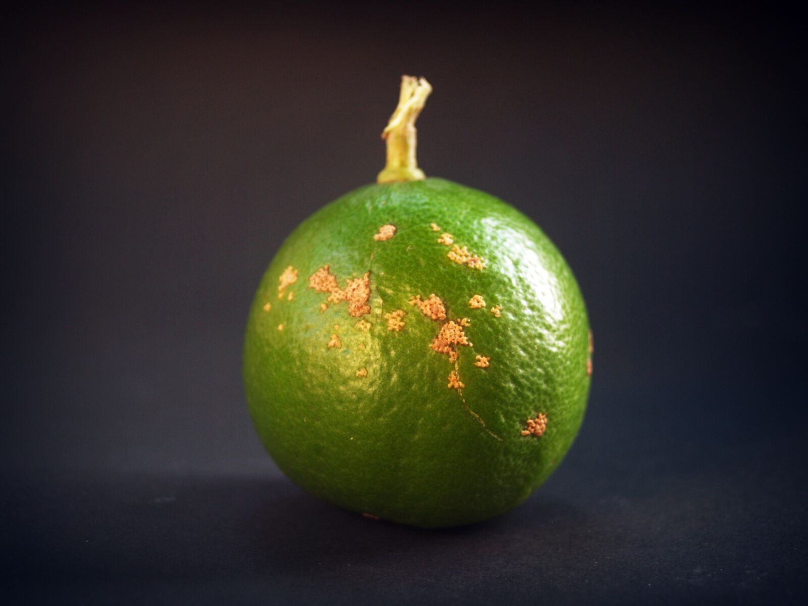 Olympus E-300 (EVOLT E-300) sample photo. Lime, lemon, slice photography