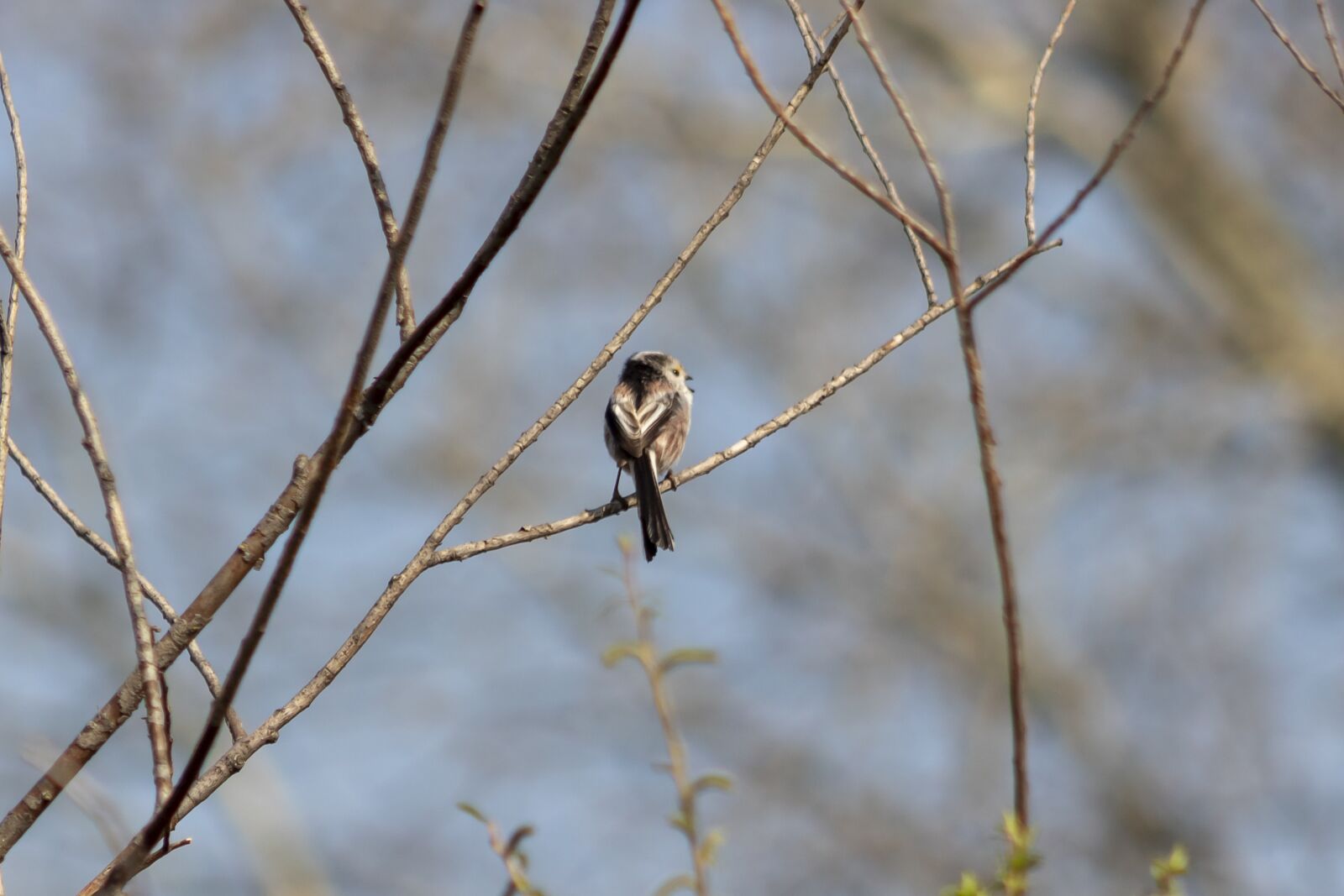 Canon EF75-300mm f/4-5.6 sample photo. Long-tailed titmouse, bird, pens photography