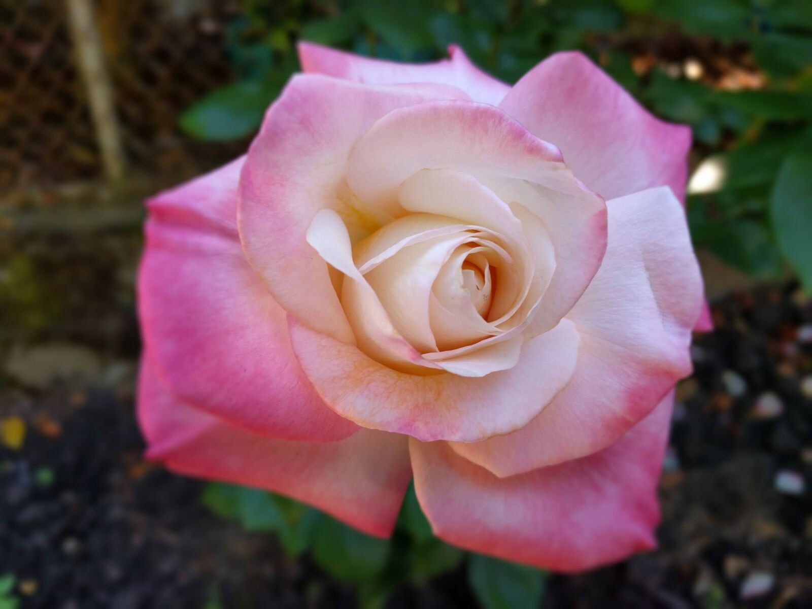 LG Nexus 5X sample photo. Blooming pink rose, close photography