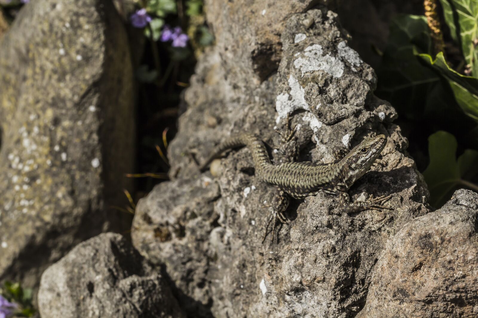 Canon EF 100mm F2.8L Macro IS USM sample photo. Lizard, garden, animal photography