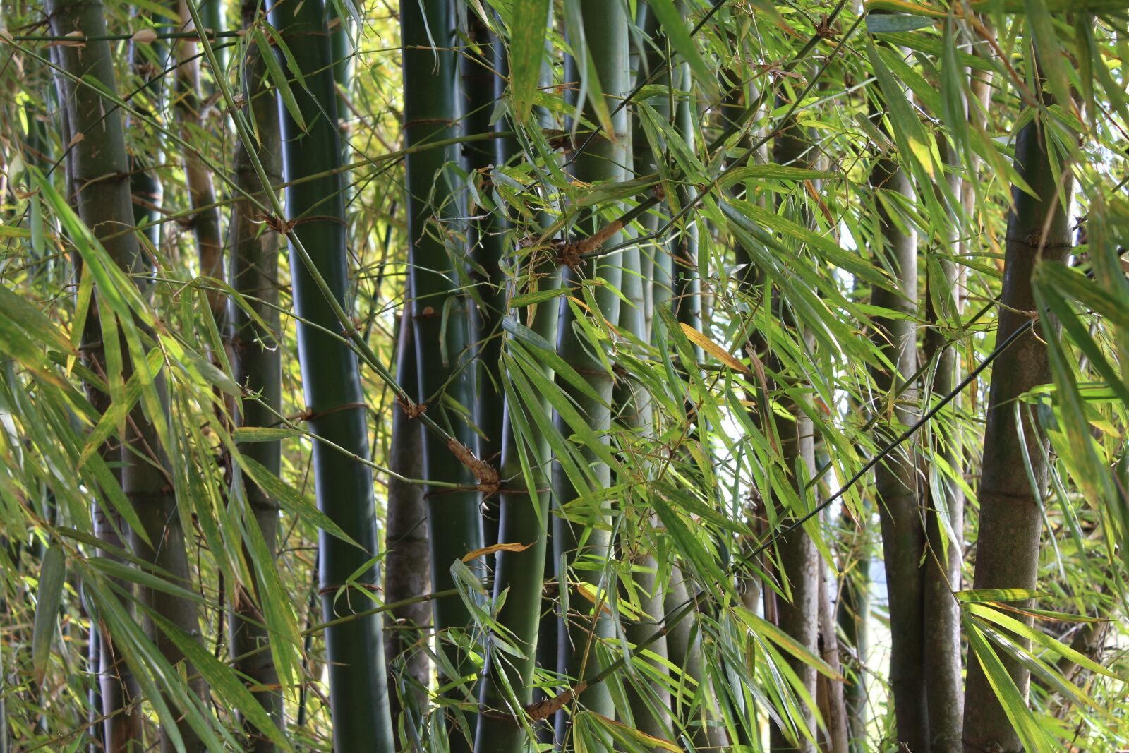 Canon EOS 1200D (EOS Rebel T5 / EOS Kiss X70 / EOS Hi) sample photo. Bamboo, nature, itapetininga photography