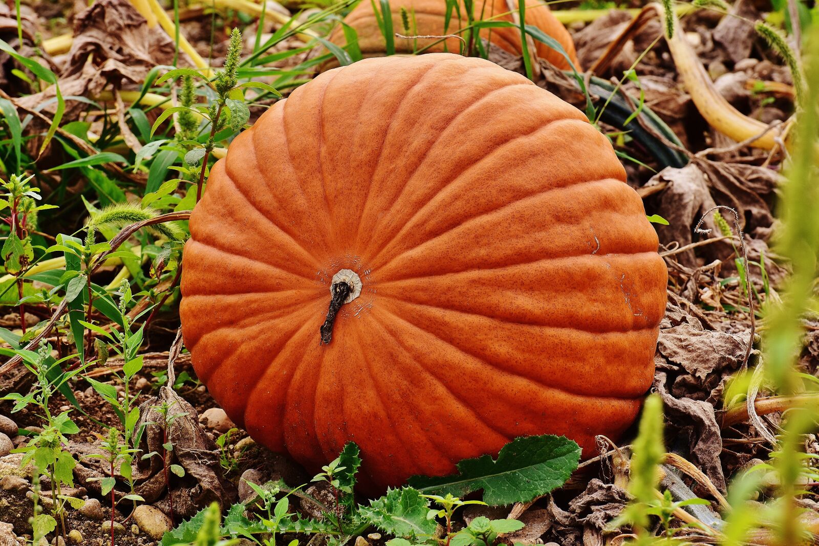 Nikon D7200 sample photo. Pumpkins, autumn, autumn decoration photography