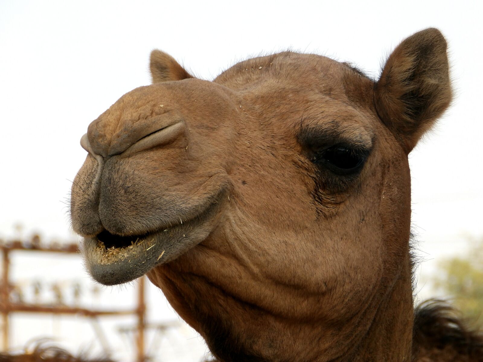 Olympus SP-820UZ sample photo. Camel, head, eyes photography