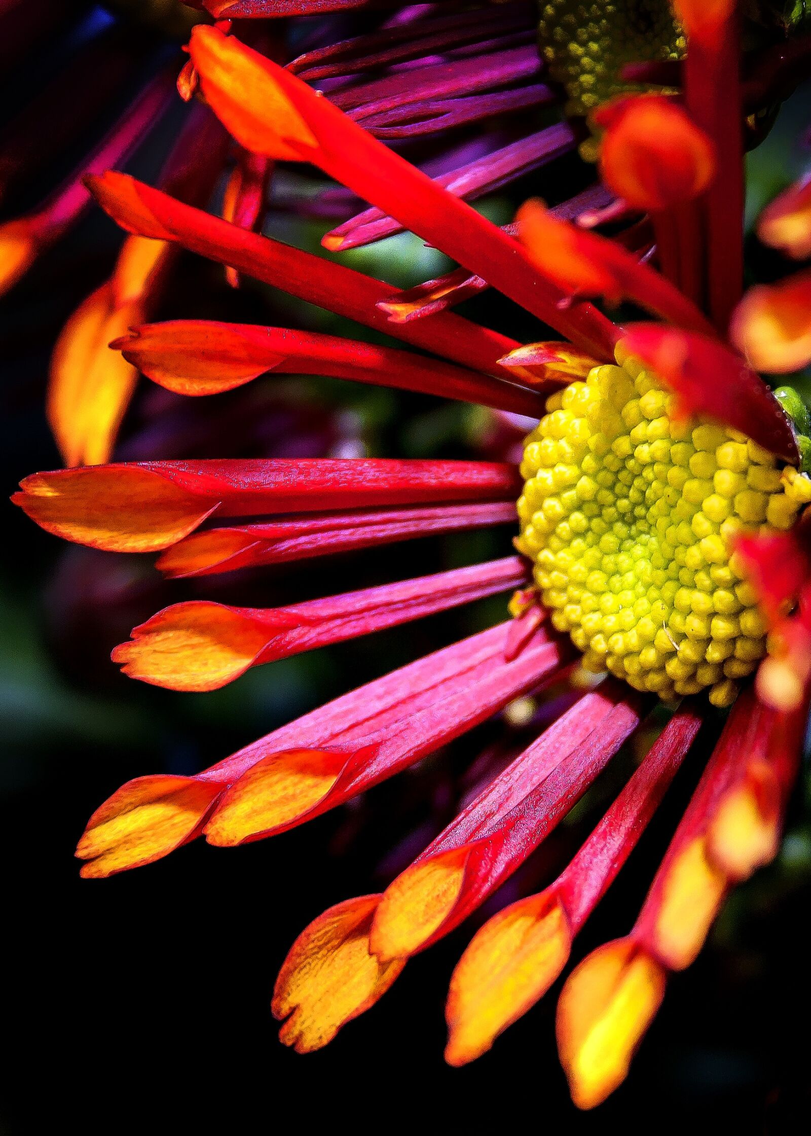 Canon EOS 1000D (EOS Digital Rebel XS / EOS Kiss F) sample photo. Chrysanthemum, double, yellow photography