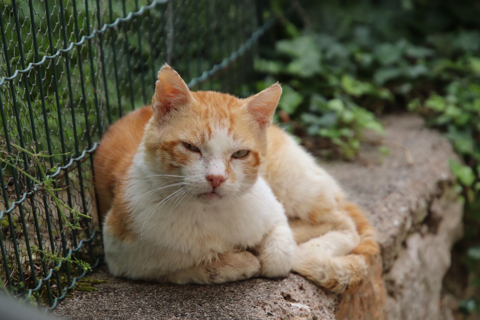 Canon EOS 800D (EOS Rebel T7i / EOS Kiss X9i) sample photo. Cats, felines, roux photography