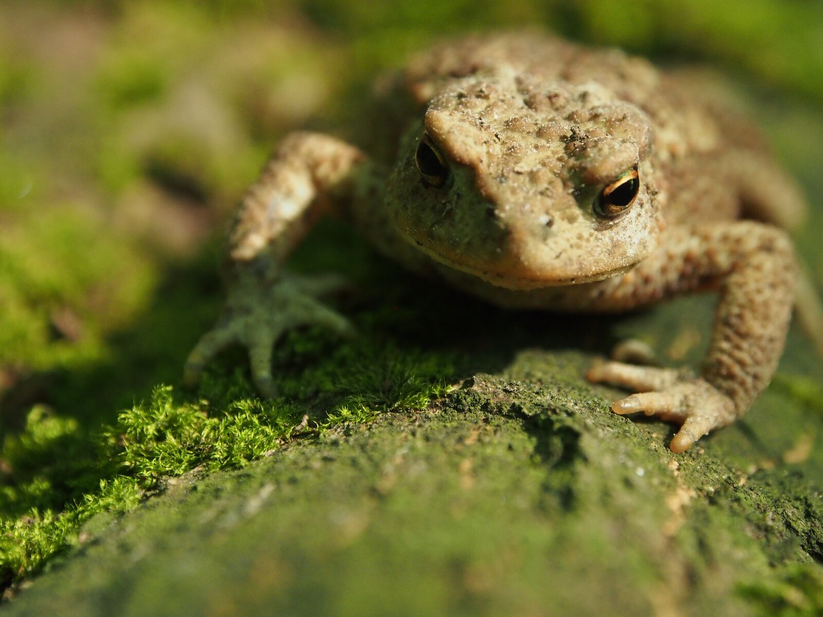 Olympus OM-D E-M5 sample photo. A toad, the frog photography