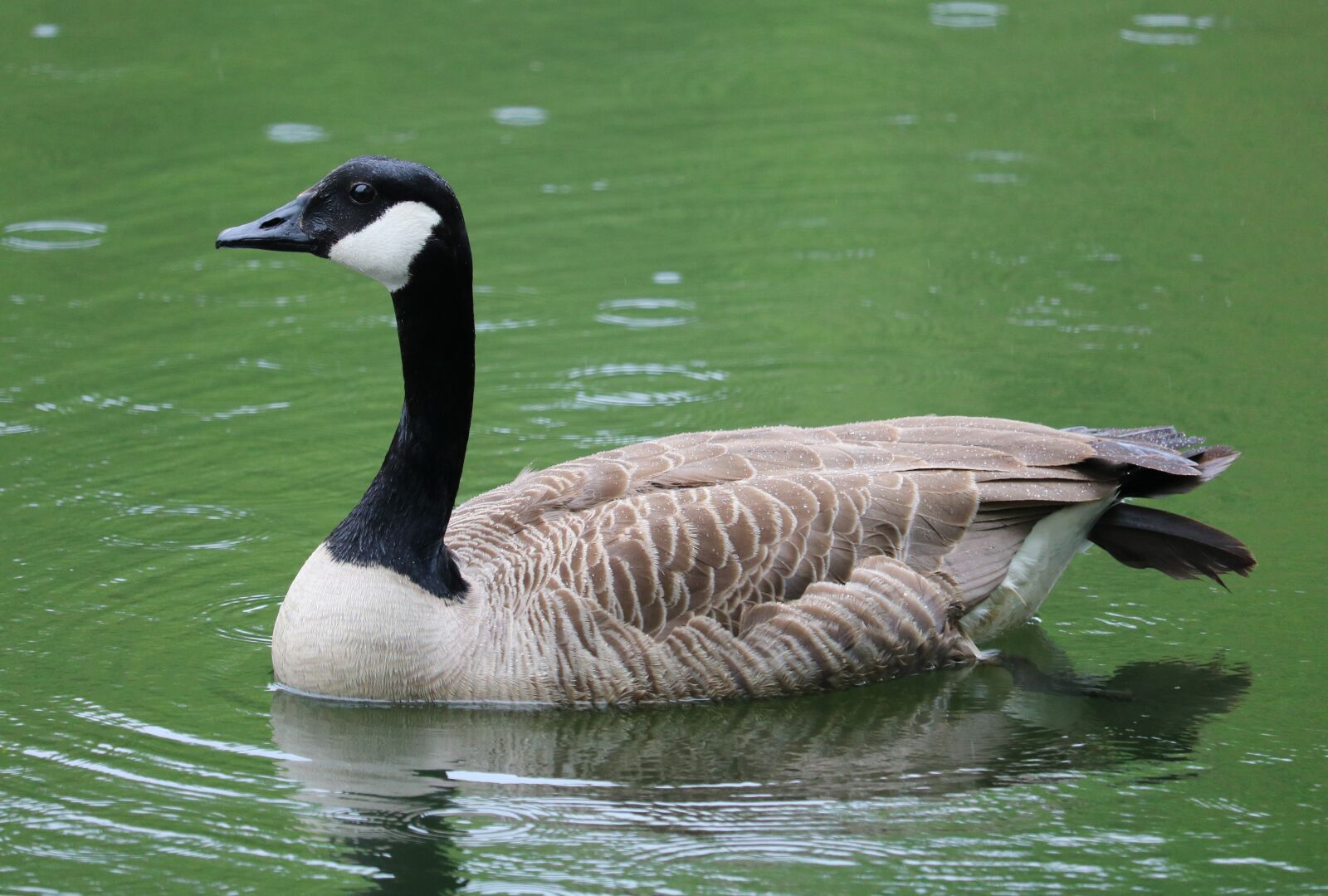 Canon EOS 750D (EOS Rebel T6i / EOS Kiss X8i) sample photo. Goose, canada goose, bird photography
