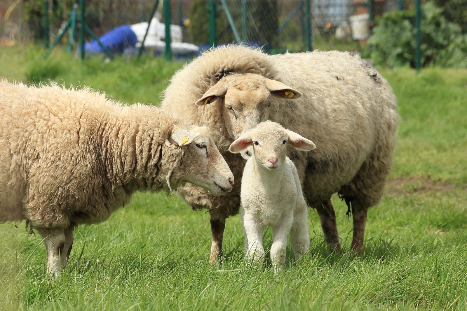Canon EOS 700D (EOS Rebel T5i / EOS Kiss X7i) sample photo. Sheep, lamb, meadow photography