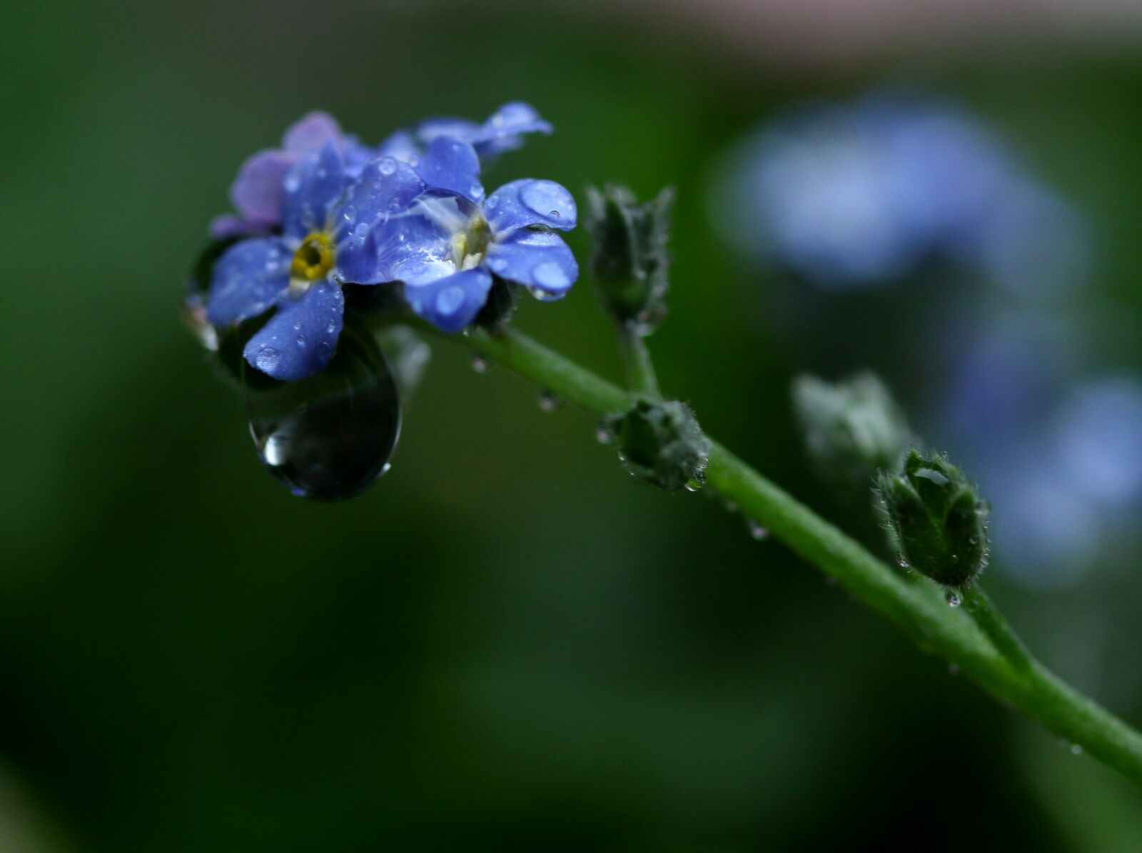 Canon EF-S 60mm F2.8 Macro USM sample photo. Forget-me-not, flower, blue photography