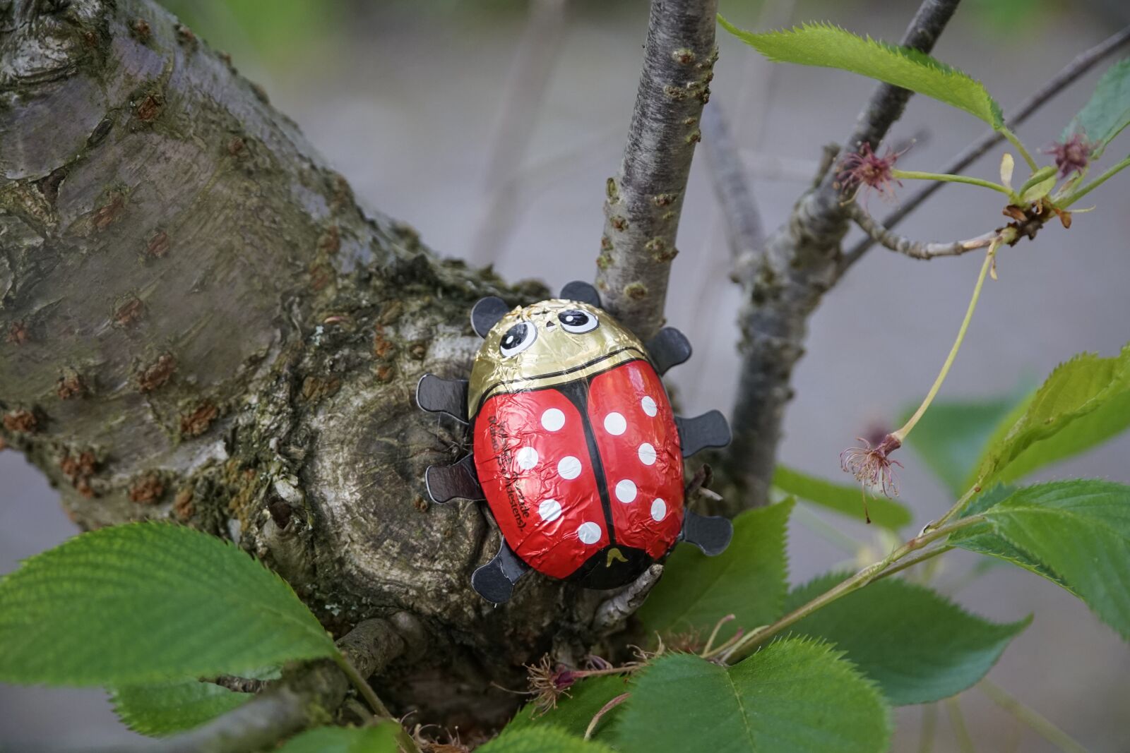 Sony a7R II + Sony E PZ 18-105mm F4 G OSS sample photo. Ladybug, summer, chocolate photography