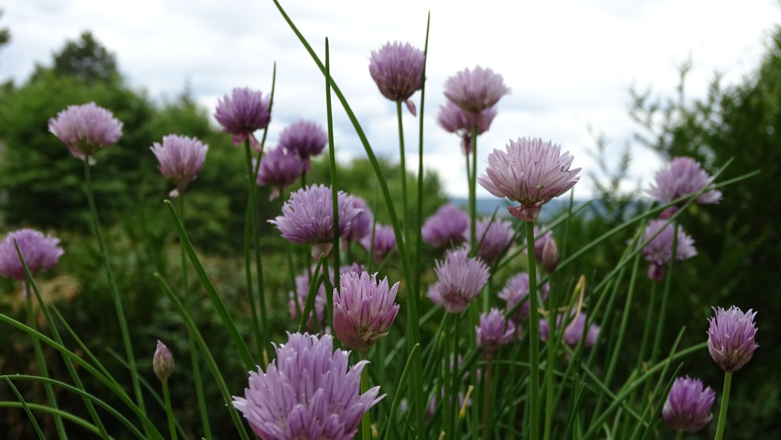 Sony Cyber-shot DSC-HX350 sample photo. Chives, blooms, chive flowers photography