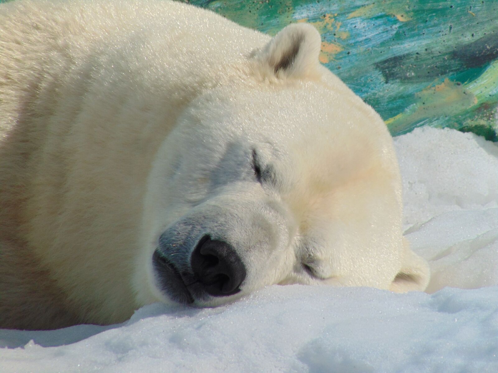 Sony Cyber-shot DSC-H300 sample photo. Polar bear, head, snow photography