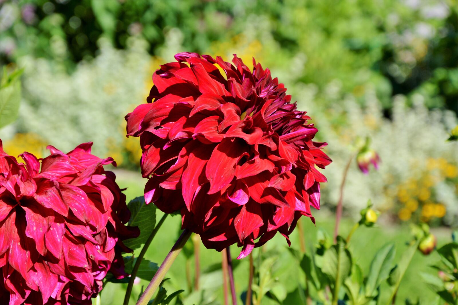 Nikon D3200 sample photo. Dahlia, dahlia flower, flower photography