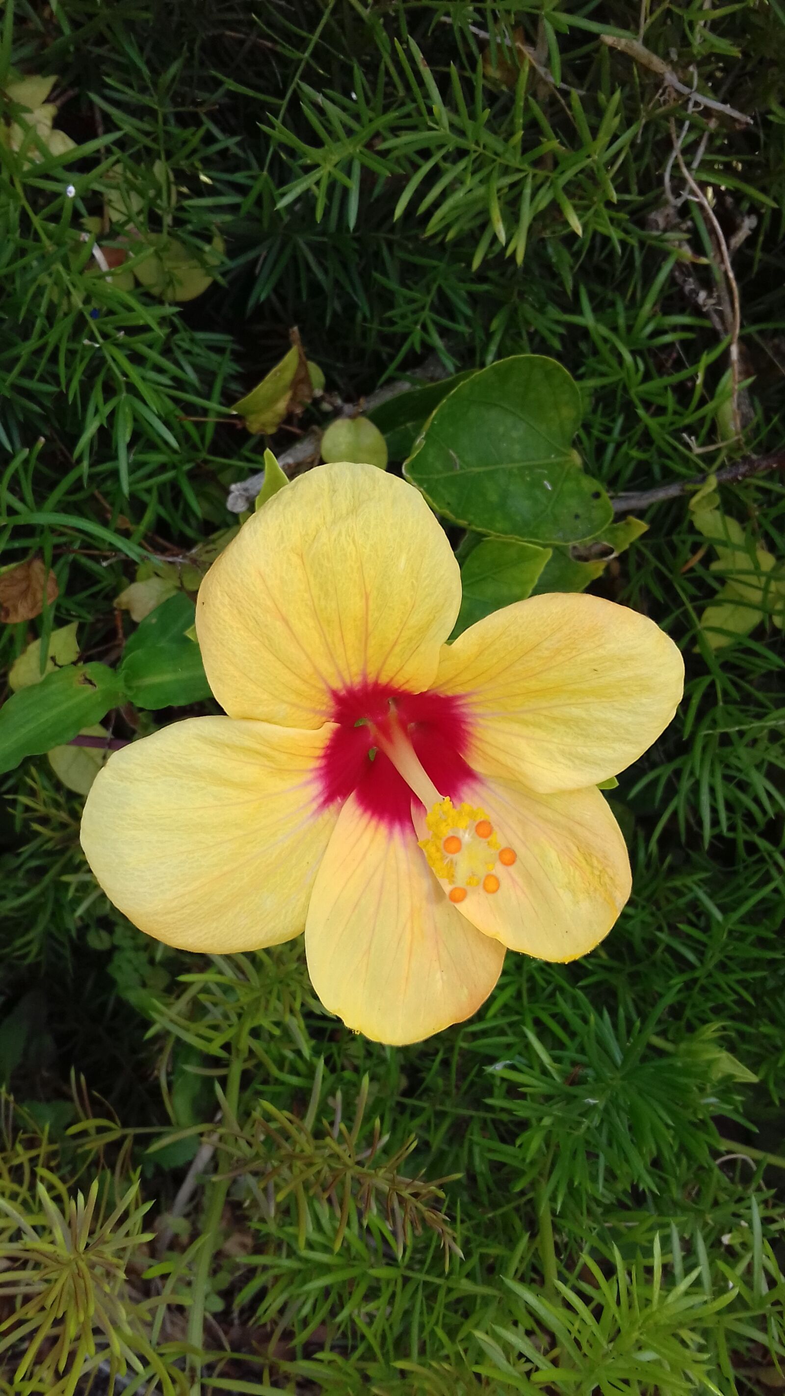 Samsung Galaxy J3(2016) sample photo. Nature, flower, flora photography
