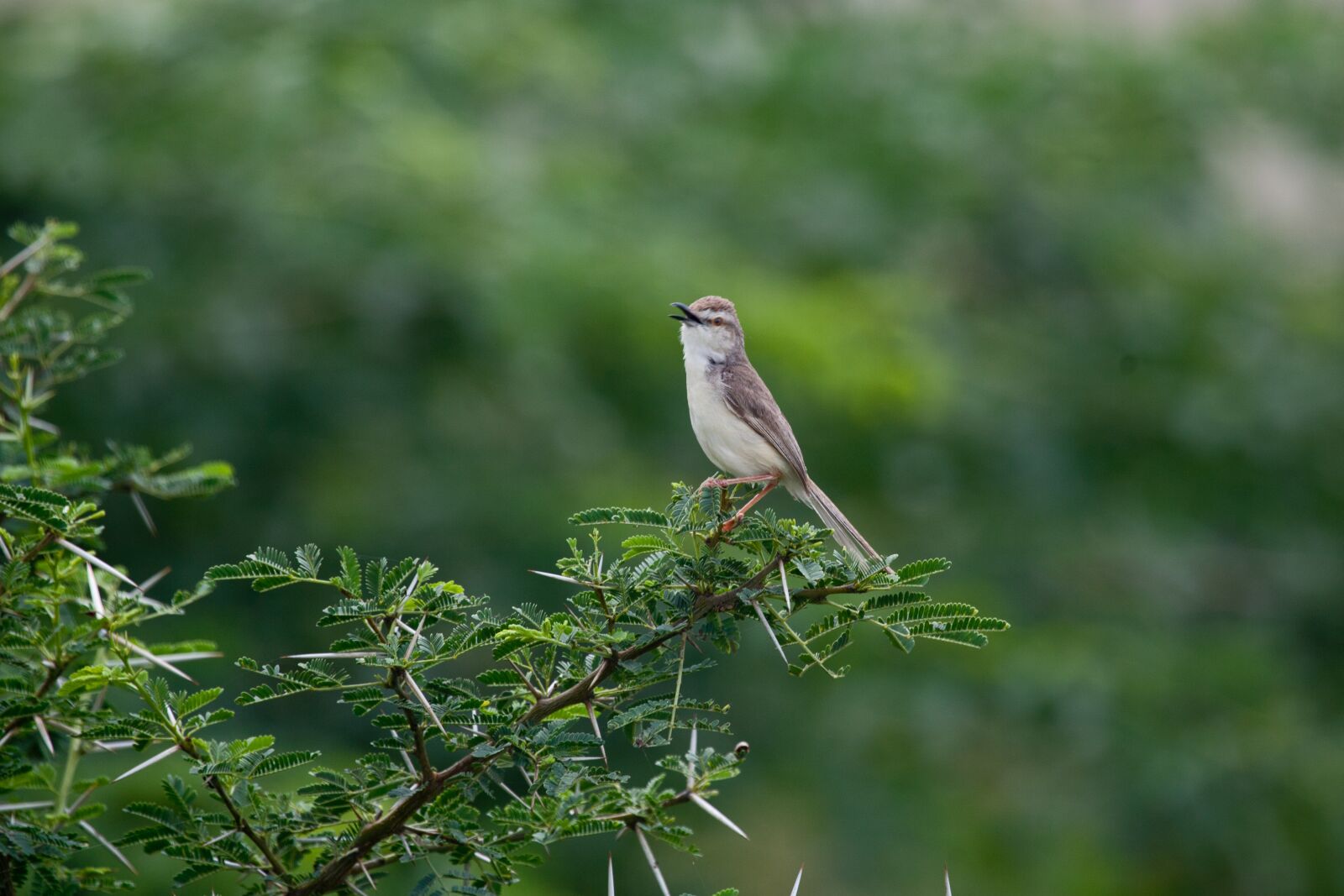 Canon EOS 5D Mark II sample photo. Nature, wildlife, outdoors photography