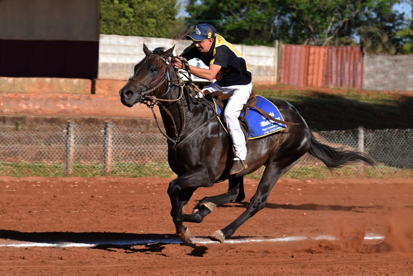 Nikon D5300 sample photo. Horse, race, stallion photography