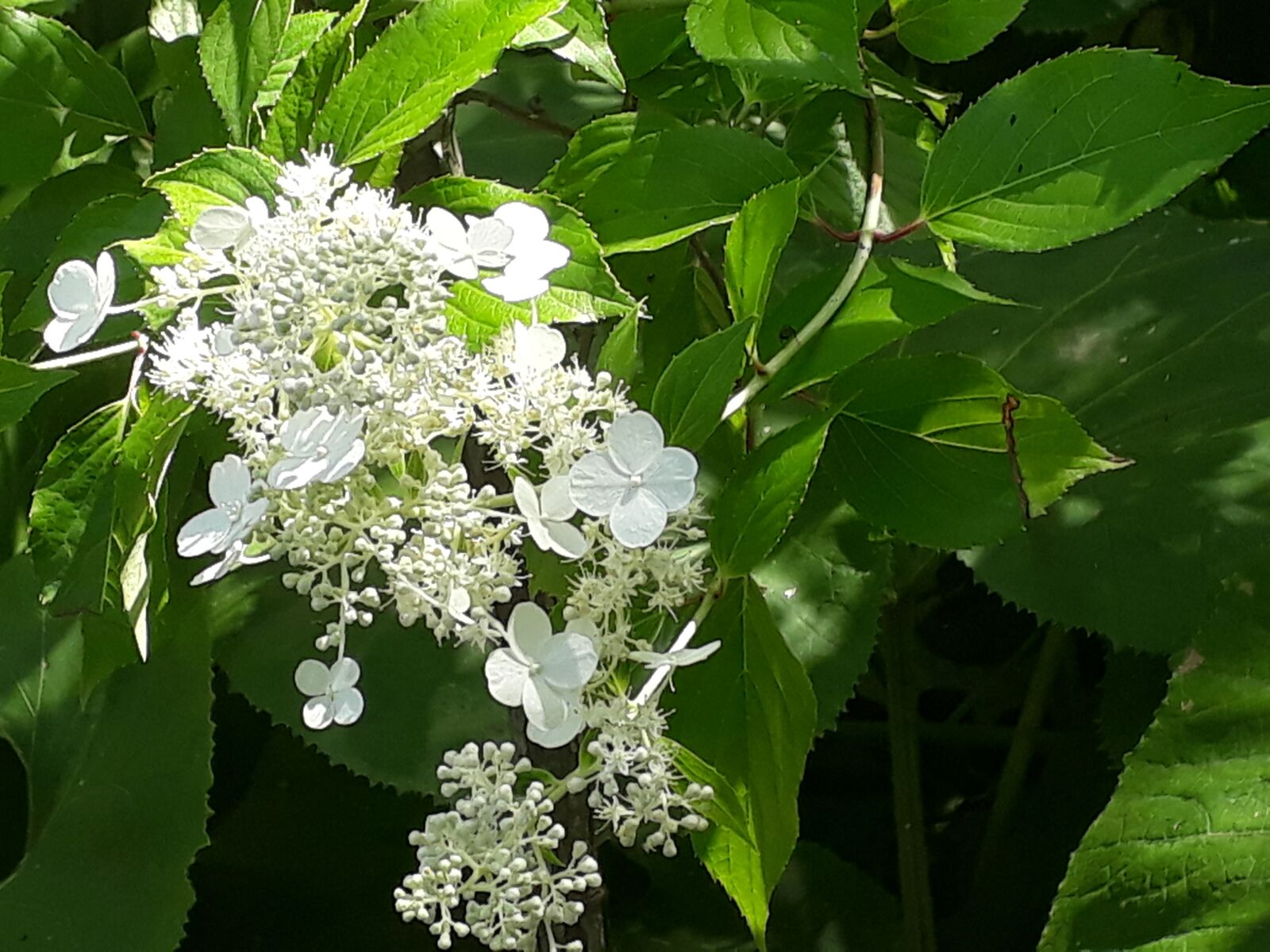 Samsung Galaxy A3(2017) sample photo. White flowers, spring, white photography