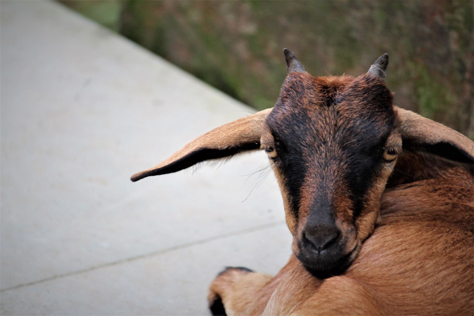 Canon EOS 700D (EOS Rebel T5i / EOS Kiss X7i) sample photo. Nature, mammal, animal photography