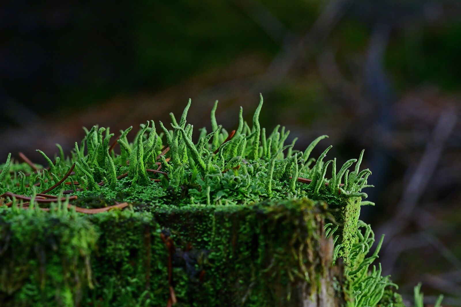 Nikon D5200 sample photo. Forest, nature, cup lichen photography