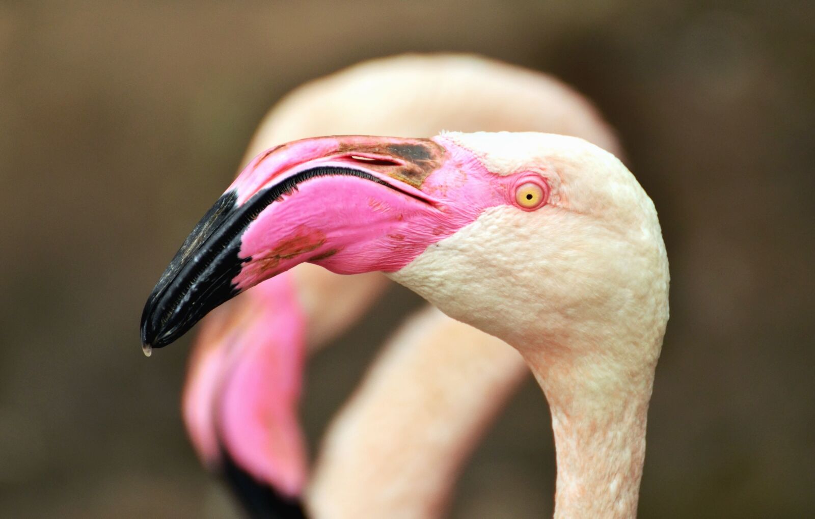 Nikon D5100 sample photo. Flamingo, bird, head, feather photography