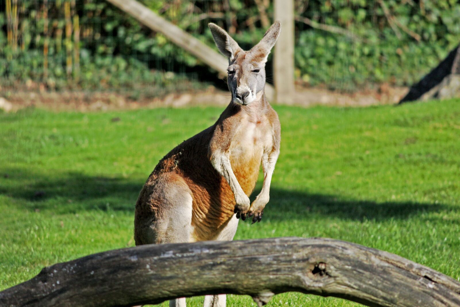Canon EOS 50D sample photo. Kangaroo, nature, animal photography