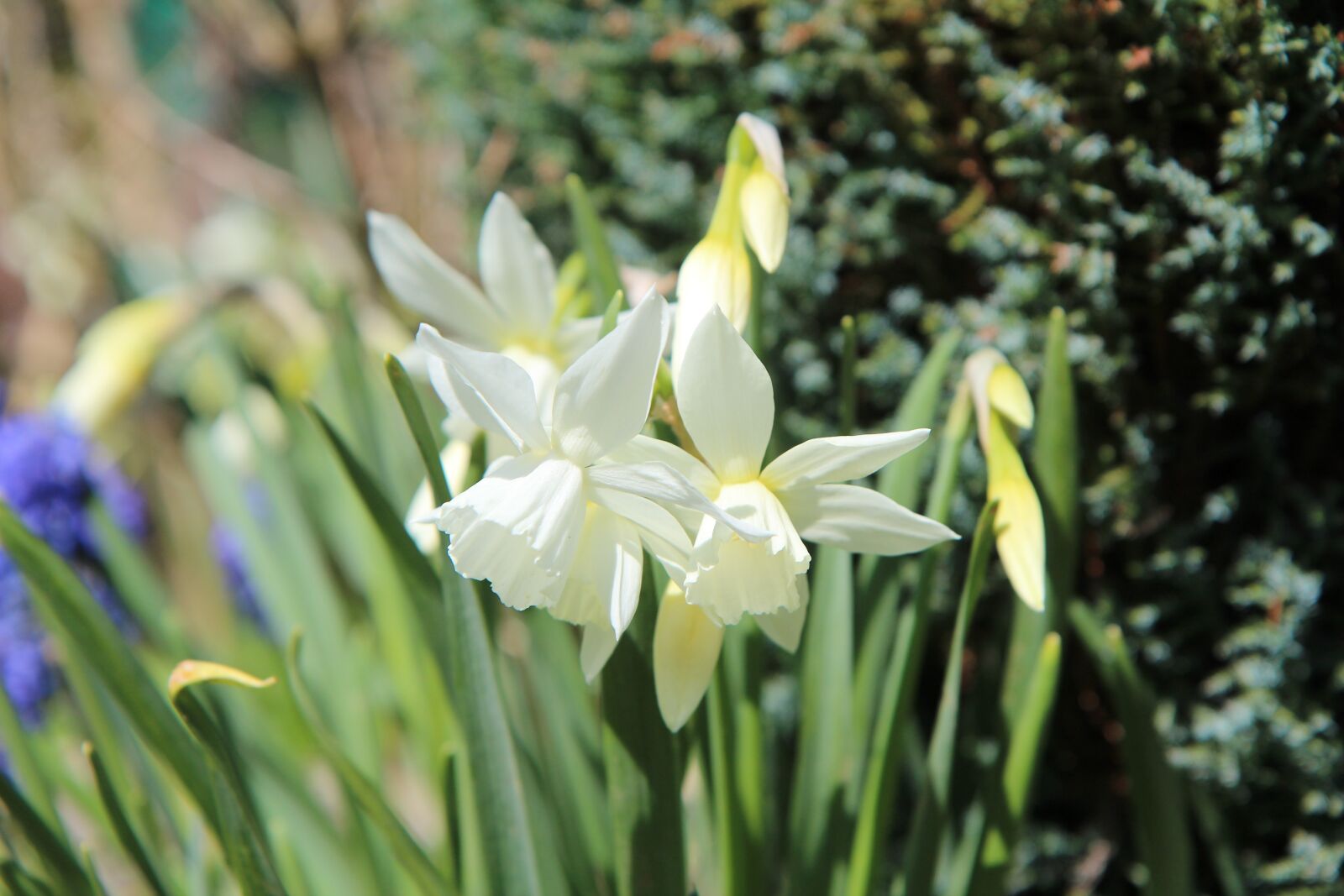 Canon EOS 600D (Rebel EOS T3i / EOS Kiss X5) sample photo. Narcissus, narcissus white, spring photography