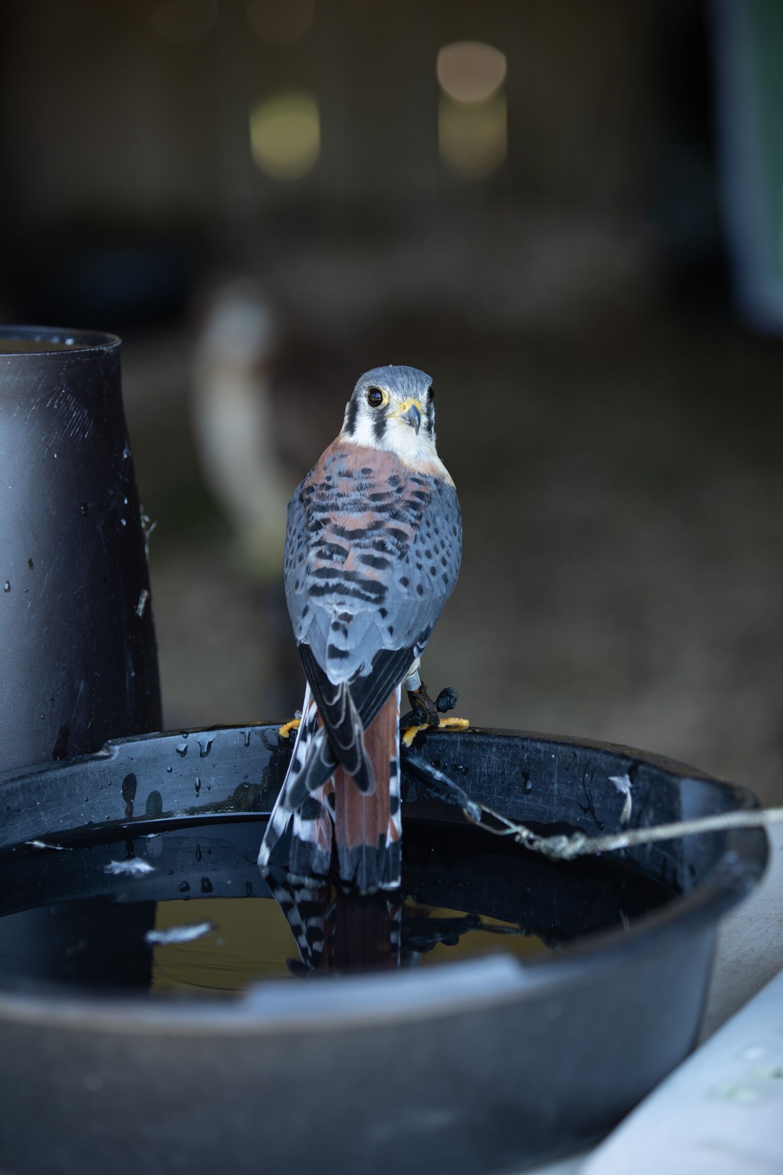 Canon EOS 5D Mark IV sample photo. Bird, hawk, nature photography