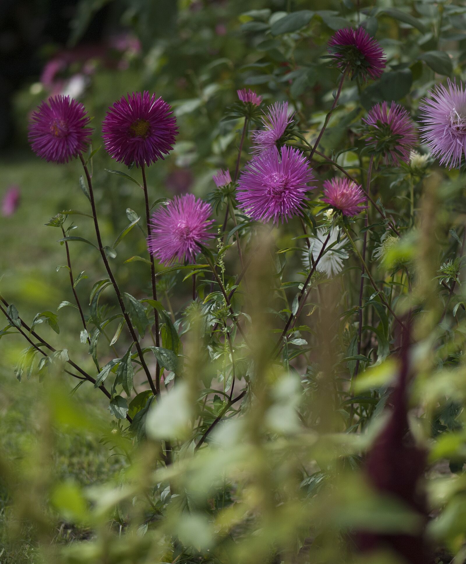 Nikon D80 sample photo. Flowers, garden, plant photography