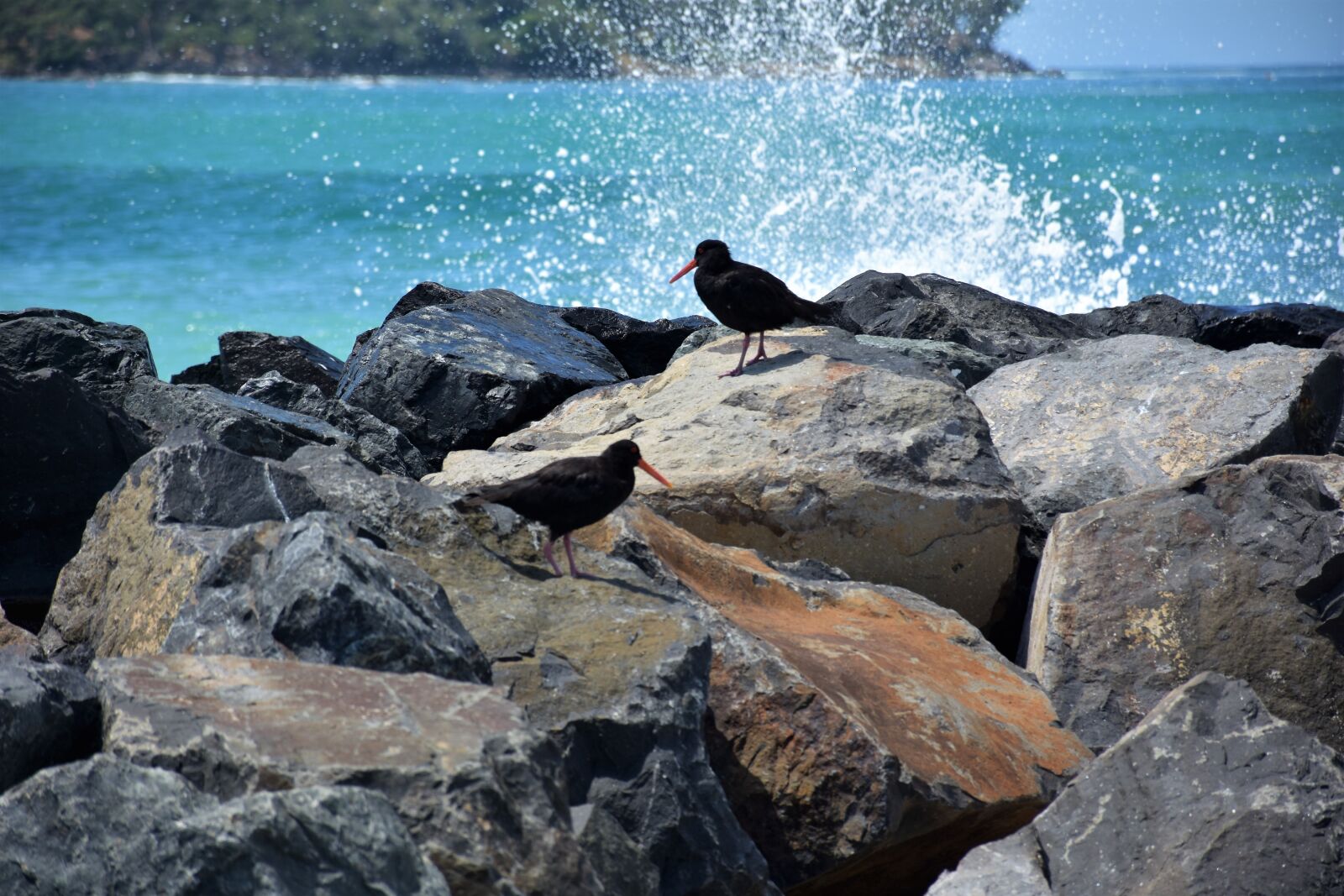 Nikon D7200 sample photo. New zealand, omaha beach photography