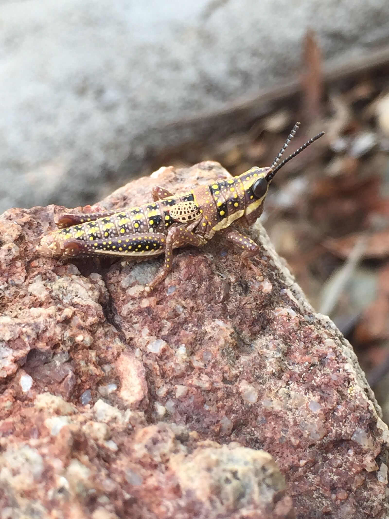 Apple iPhone 6 sample photo. Grasshopper, rock, camouflage photography