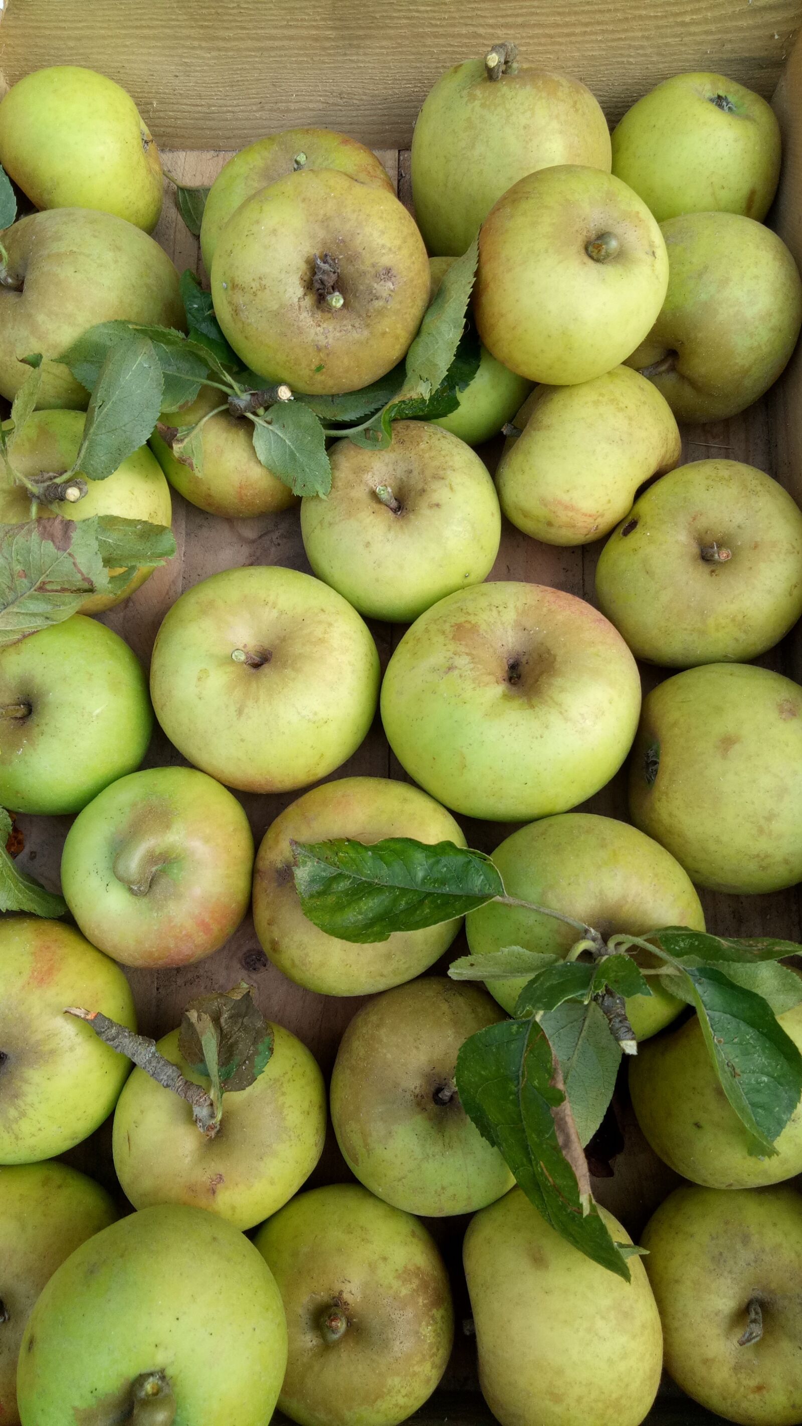 OPPO A1601 sample photo. Apples, fruit, harvest photography