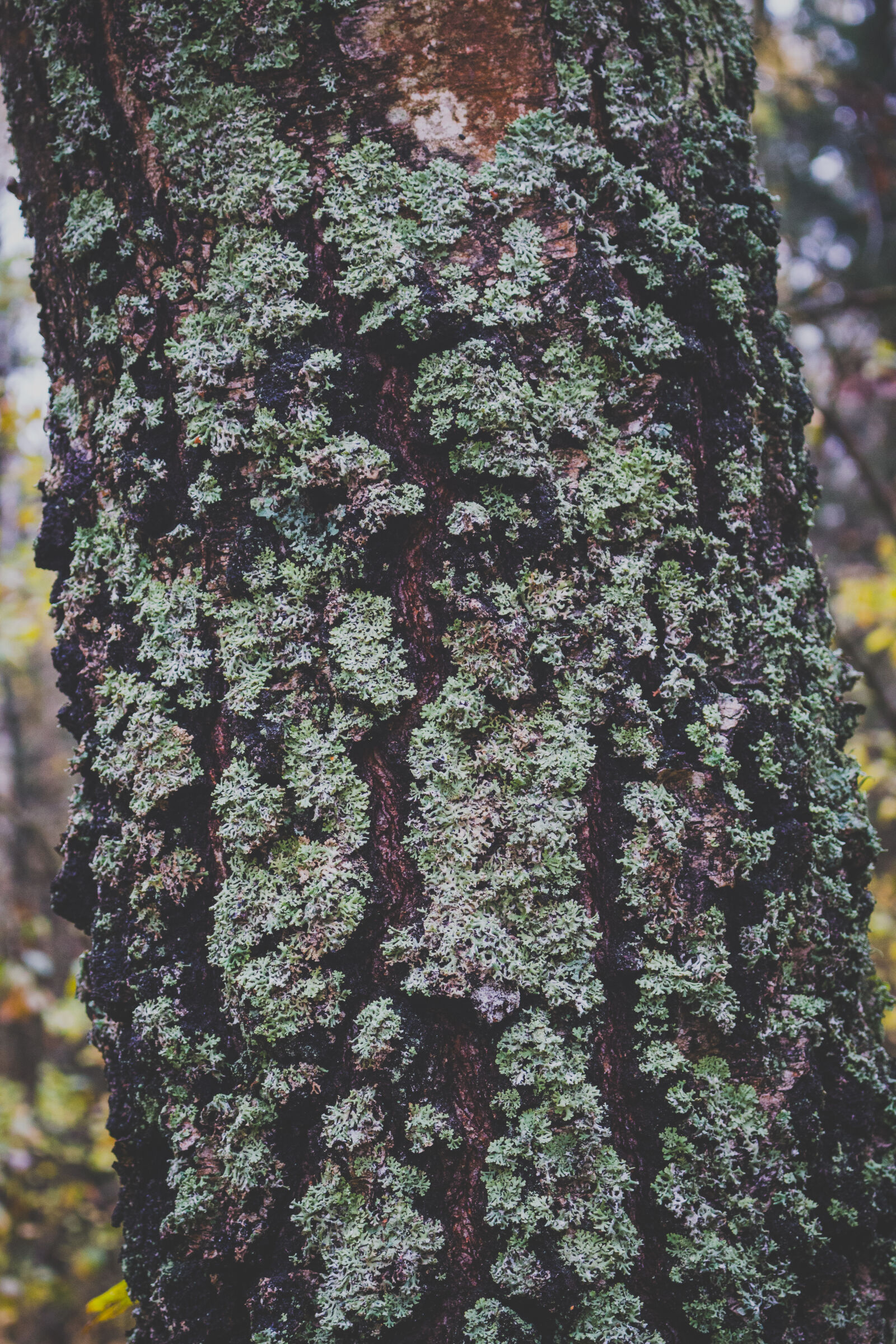 Canon EOS 700D (EOS Rebel T5i / EOS Kiss X7i) sample photo. Forest, nature, tree, tree photography