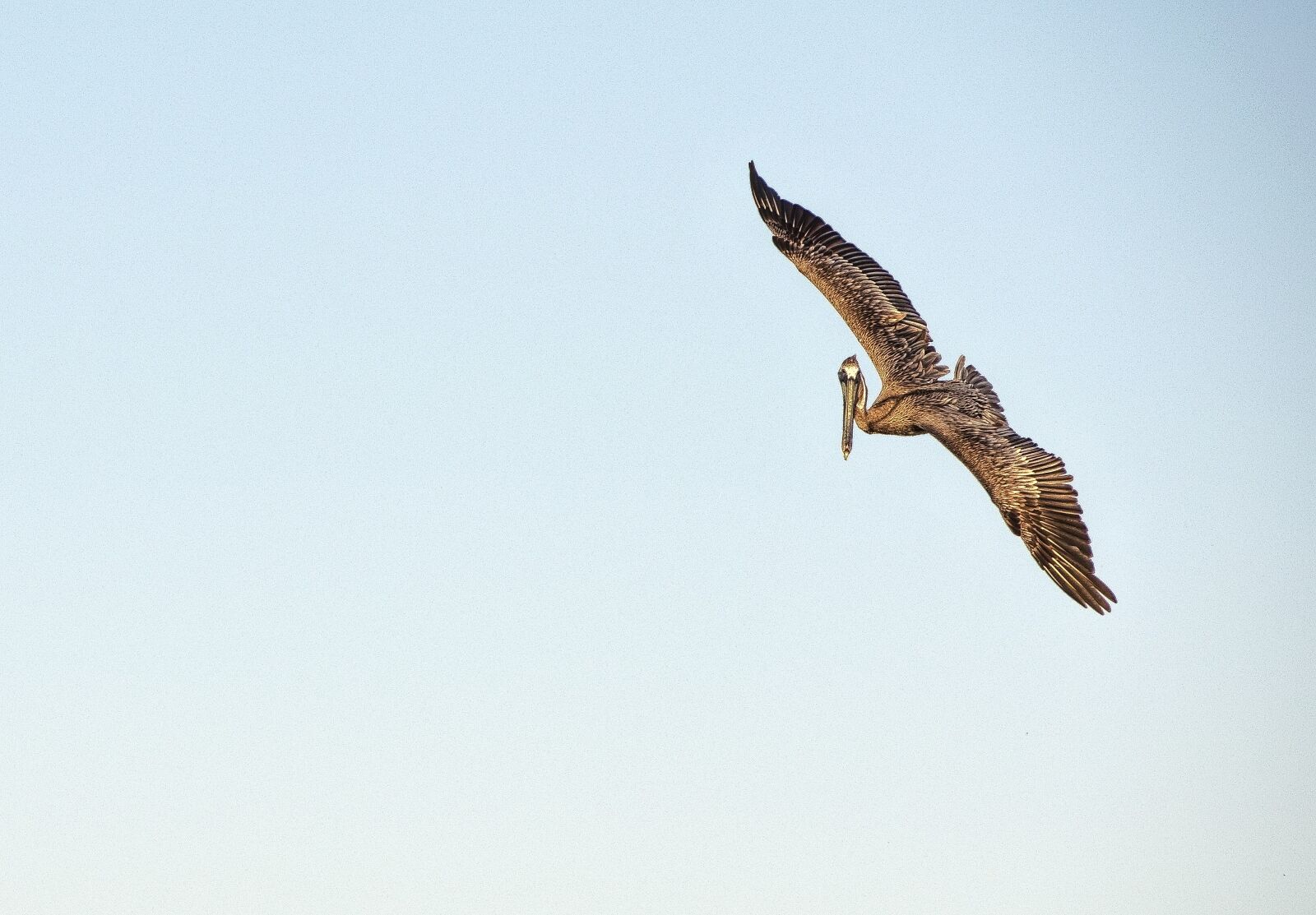 Nikon D800 sample photo. Flying bird, bird, birds photography