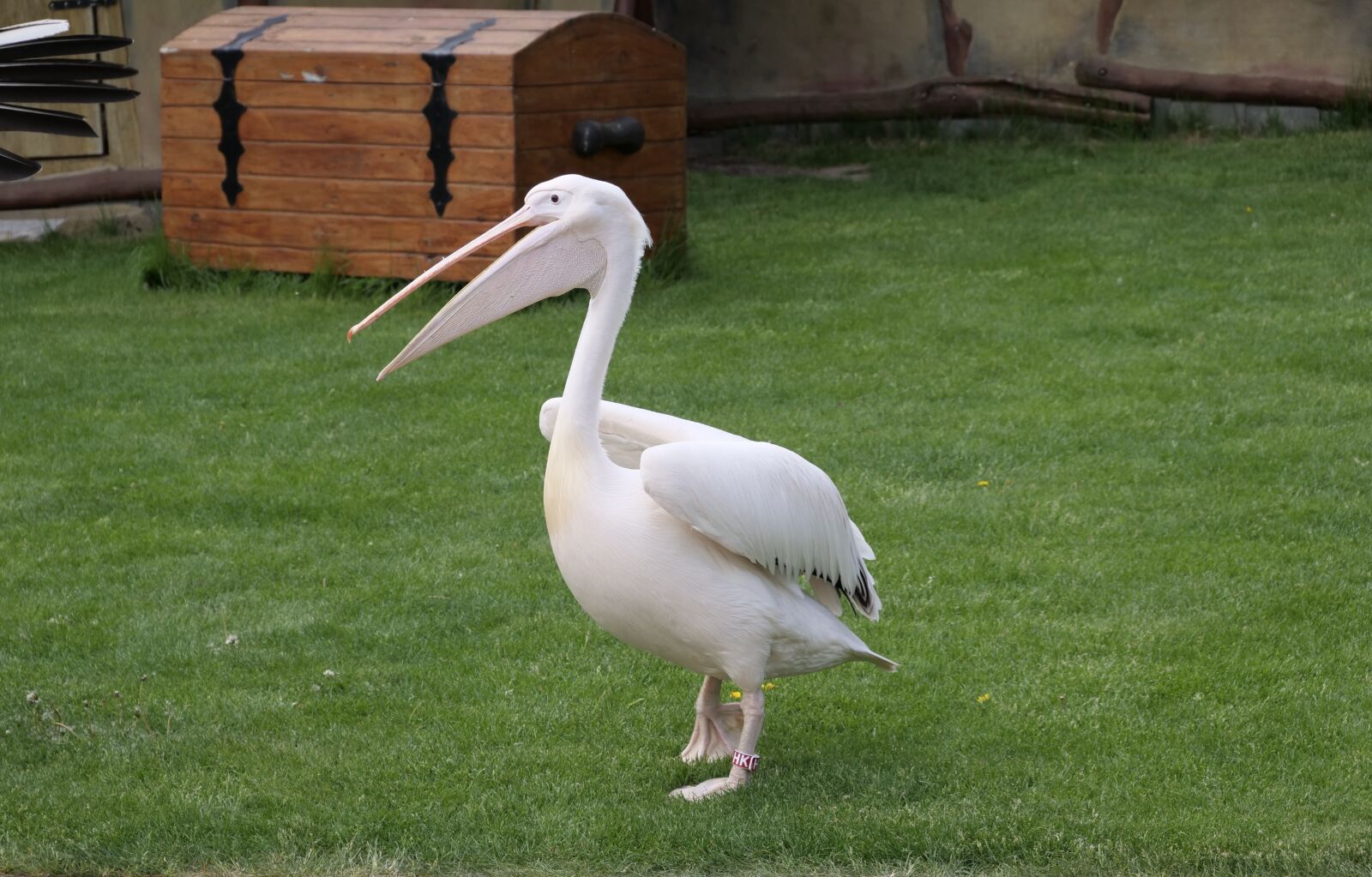 Panasonic Lumix DC-G9 sample photo. Pelikan, white pelican, large photography