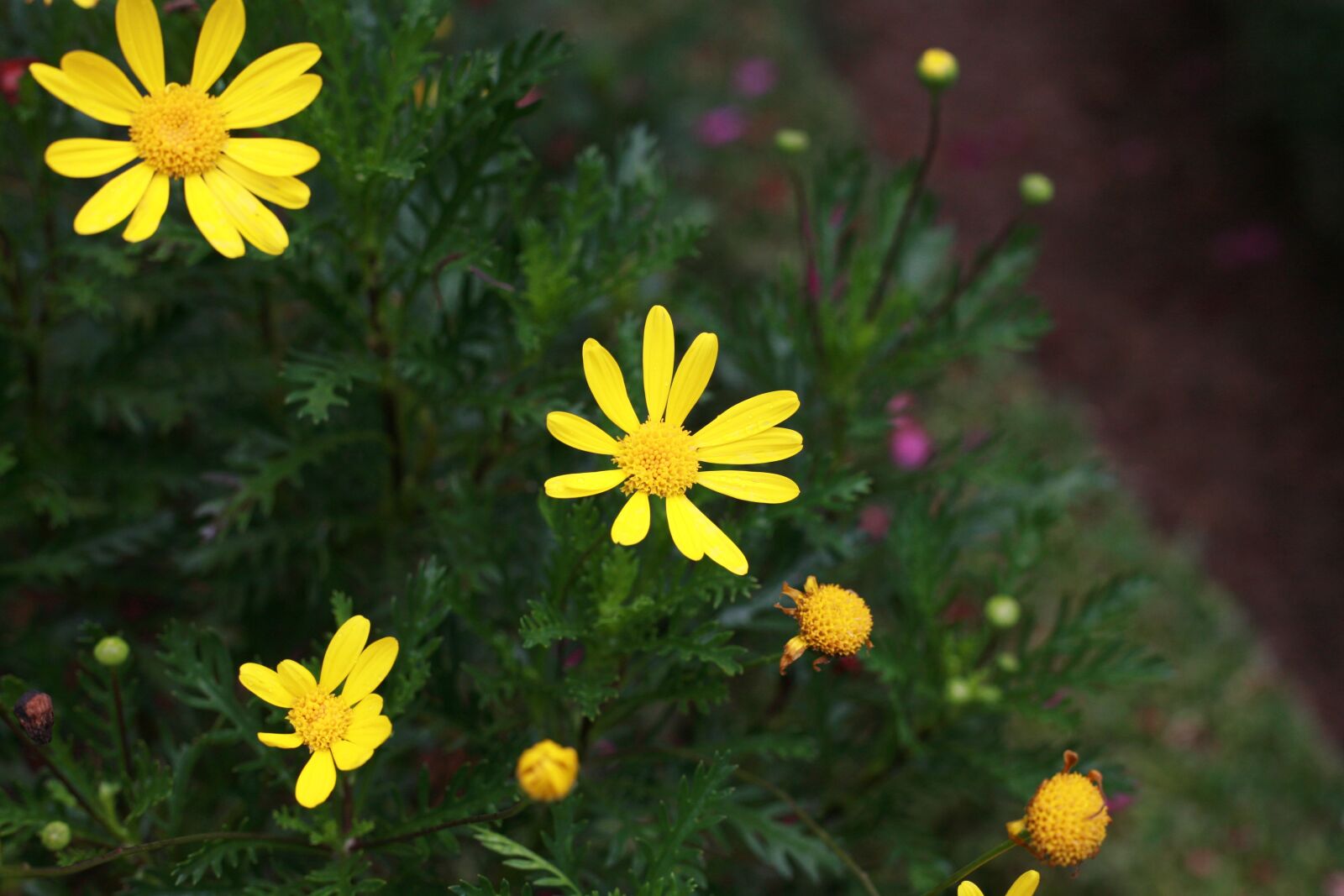 Canon EOS 5D sample photo. Flowers, nature, spring photography