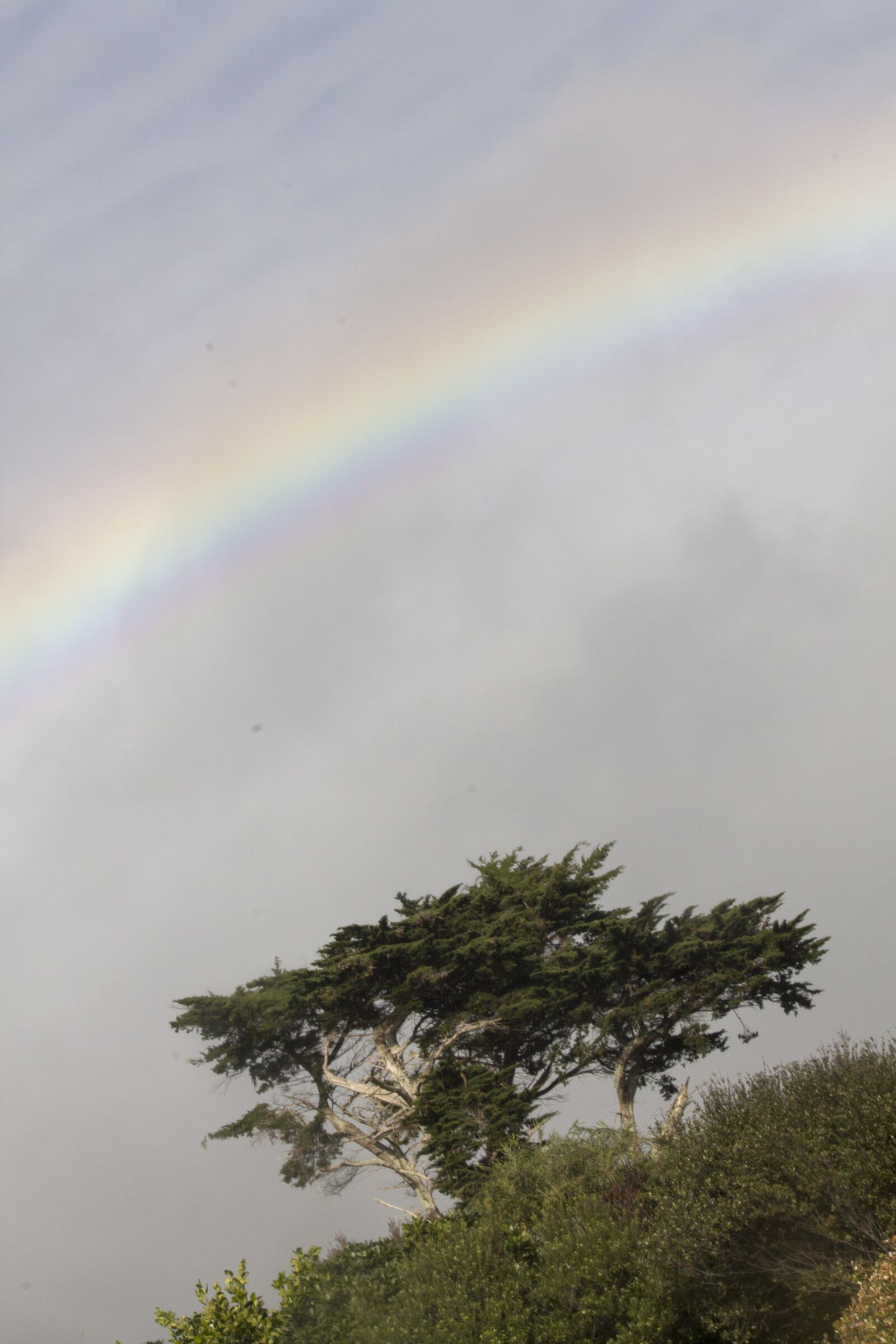 Canon EOS 1100D (EOS Rebel T3 / EOS Kiss X50) sample photo. "Rainbow, tree, sky" photography