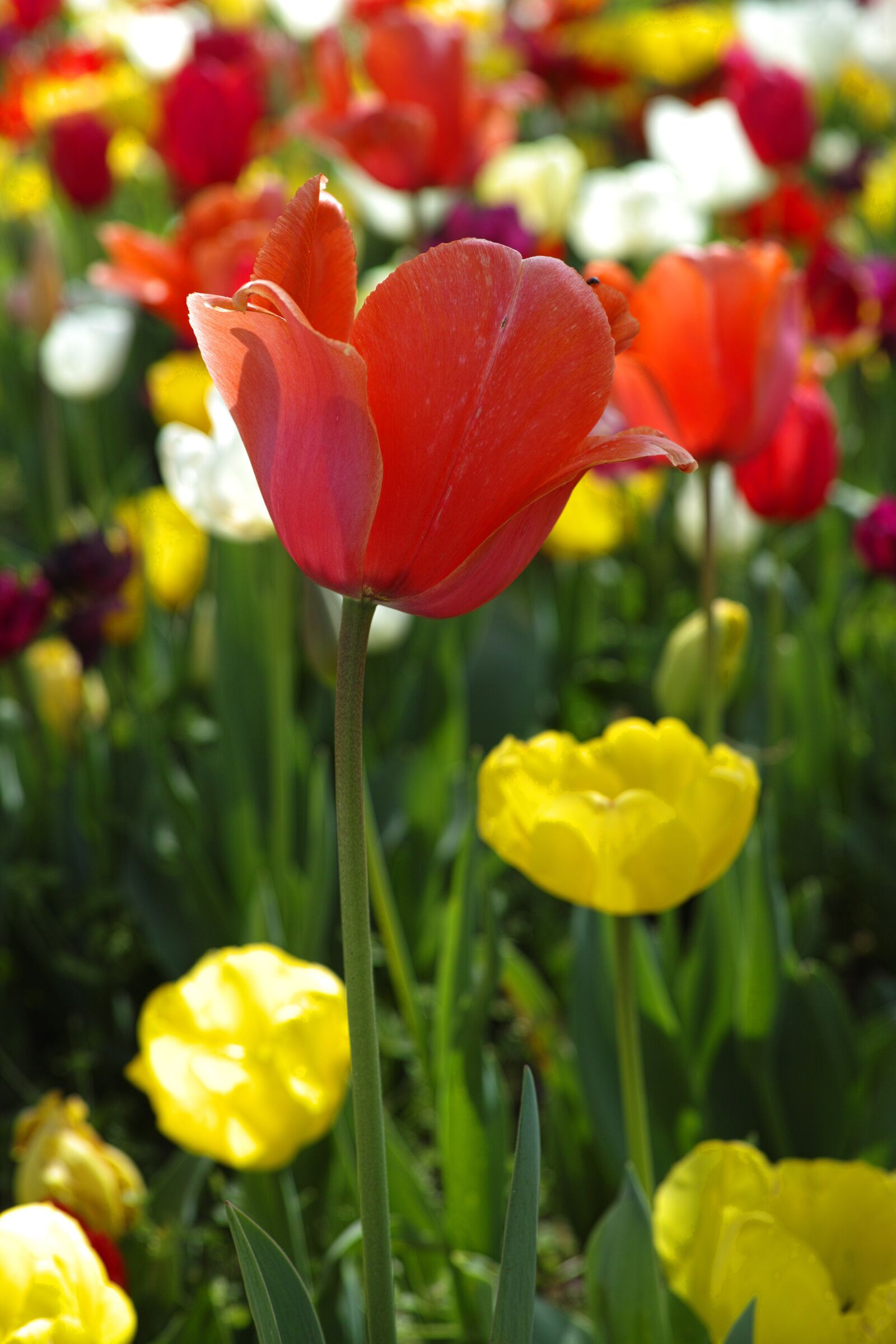 Sigma DP3 Merrill sample photo. Flower, tulips, beautiful photography