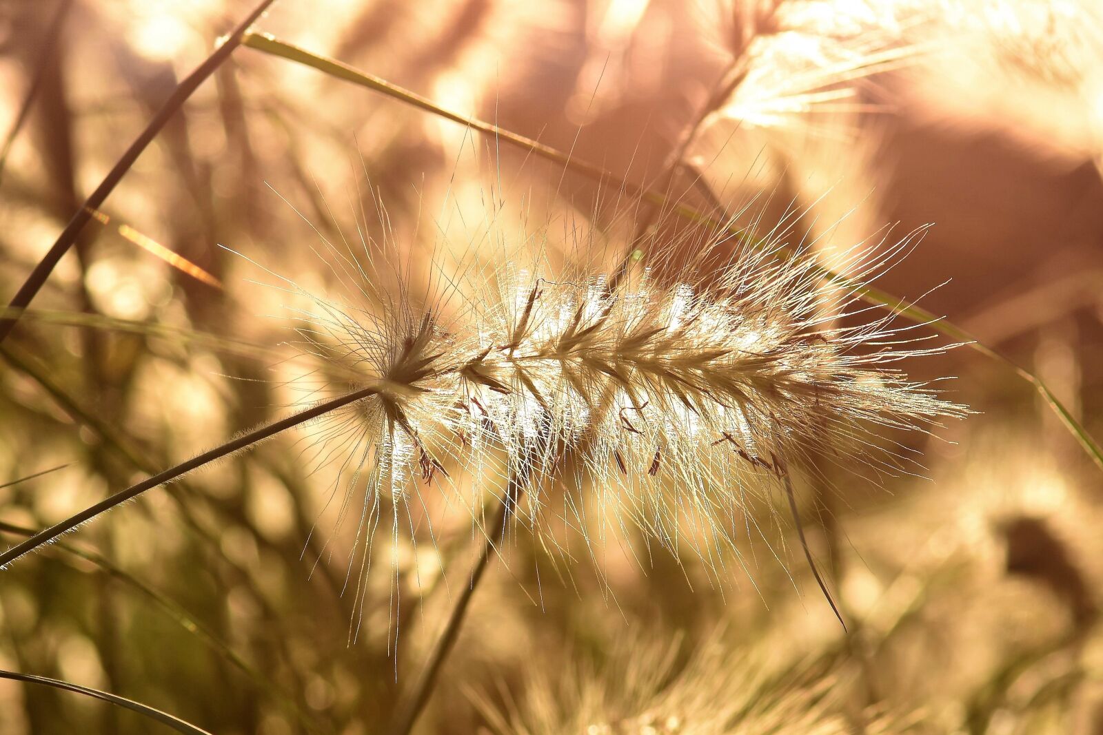 Nikon D5500 sample photo. Bamboo grassedit this page photography