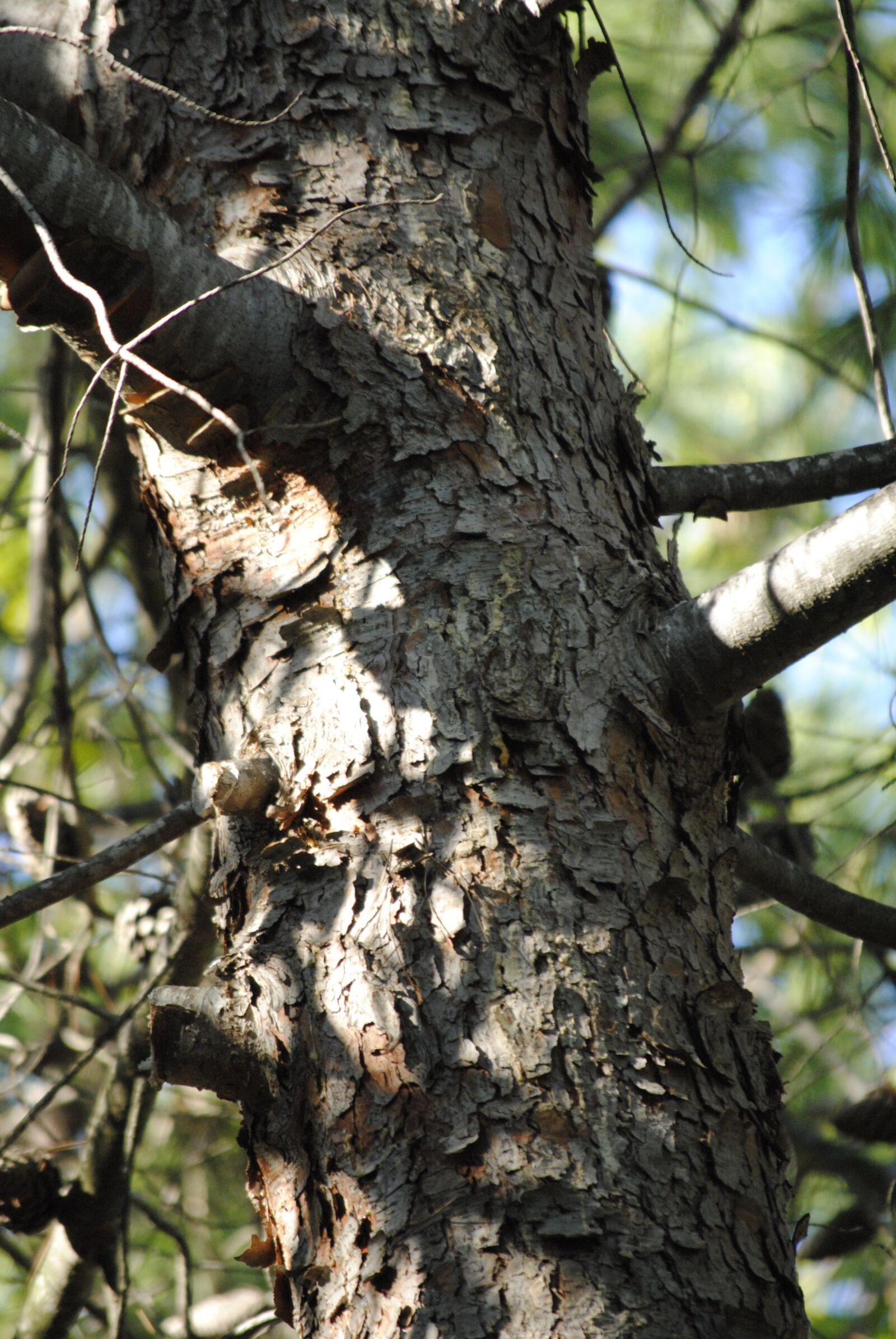Nikon D3000 sample photo. Tree, bark, nature photography