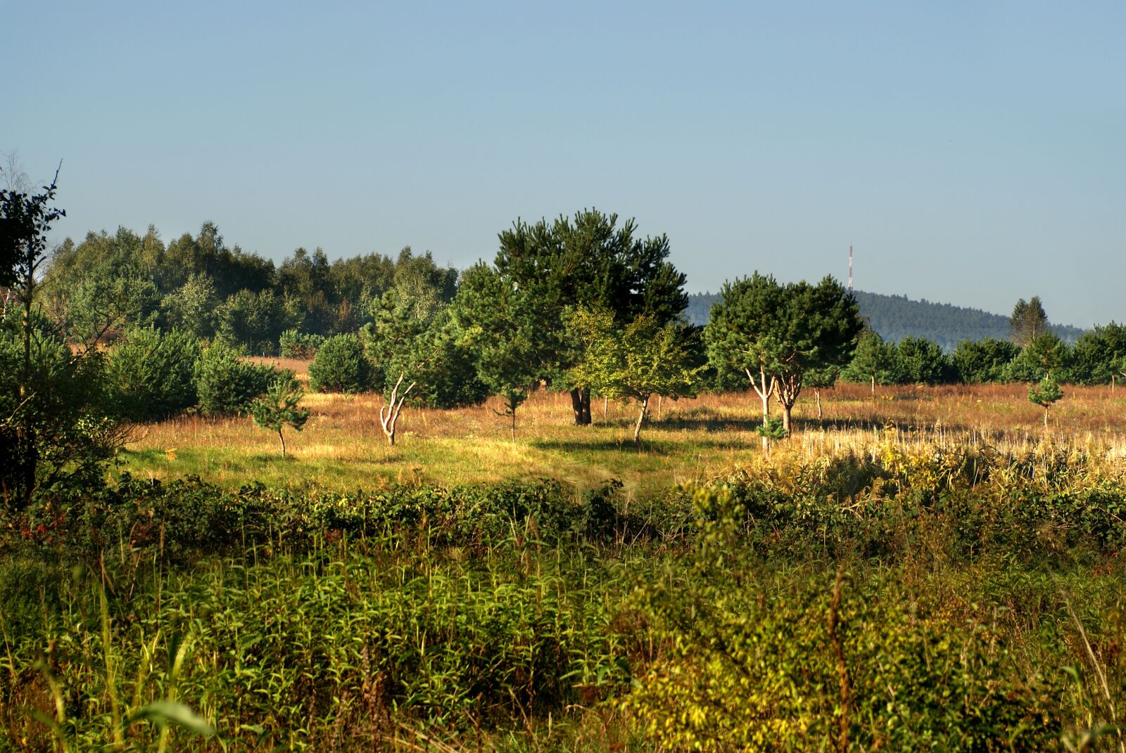 Sony Alpha DSLR-A200 sample photo. Author, skibka, photo photography