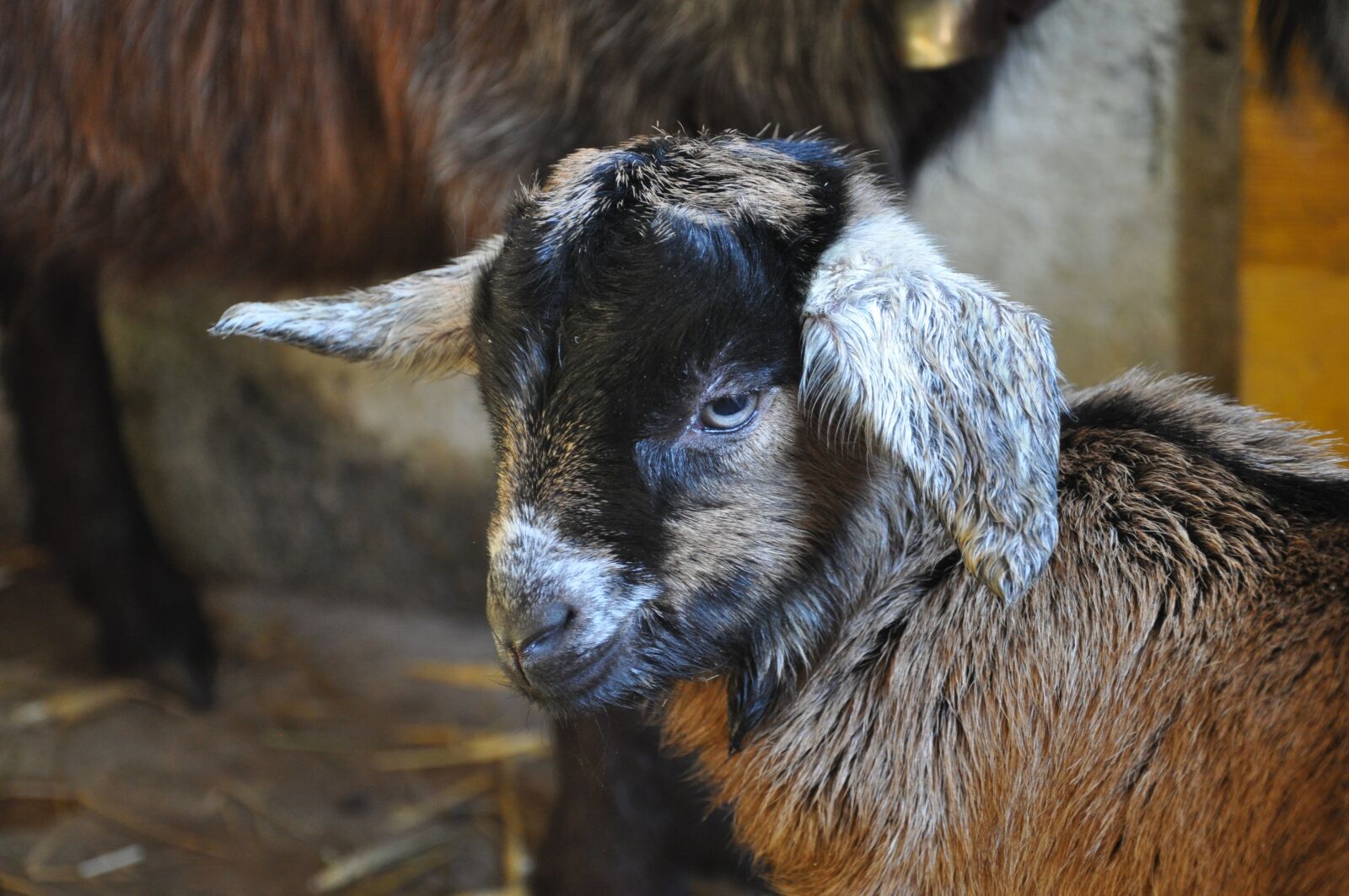 Nikon D5000 sample photo. Gitzi, goat, head photography