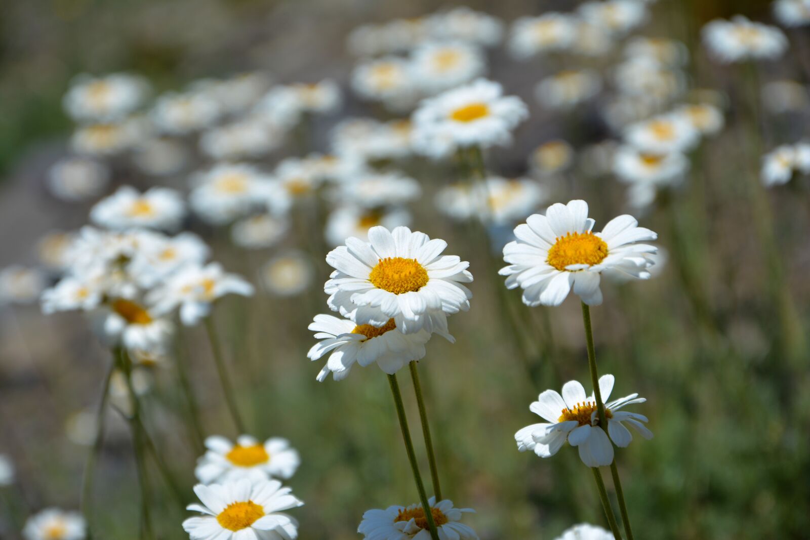 Nikon D7100 sample photo. Flower, nature, macro photography