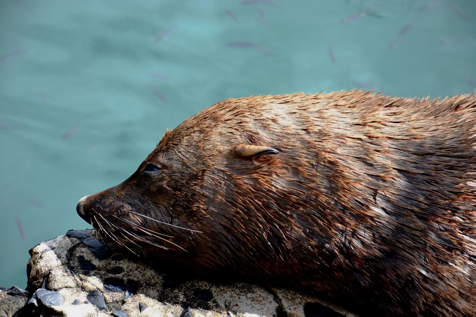 Nikon D7100 sample photo. Seal, sea, relax photography