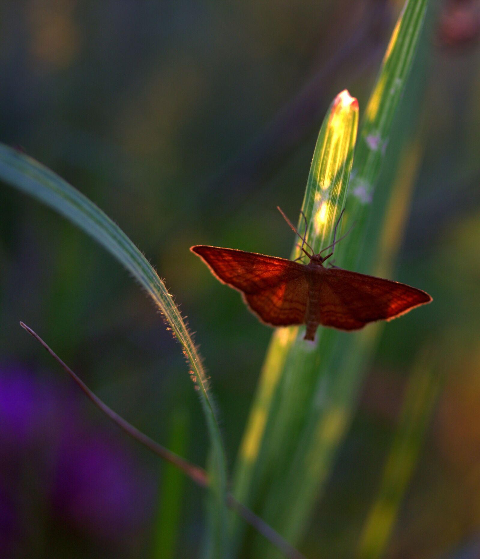 Canon EF-S 60mm F2.8 Macro USM sample photo. Butterfly, wings, red photography