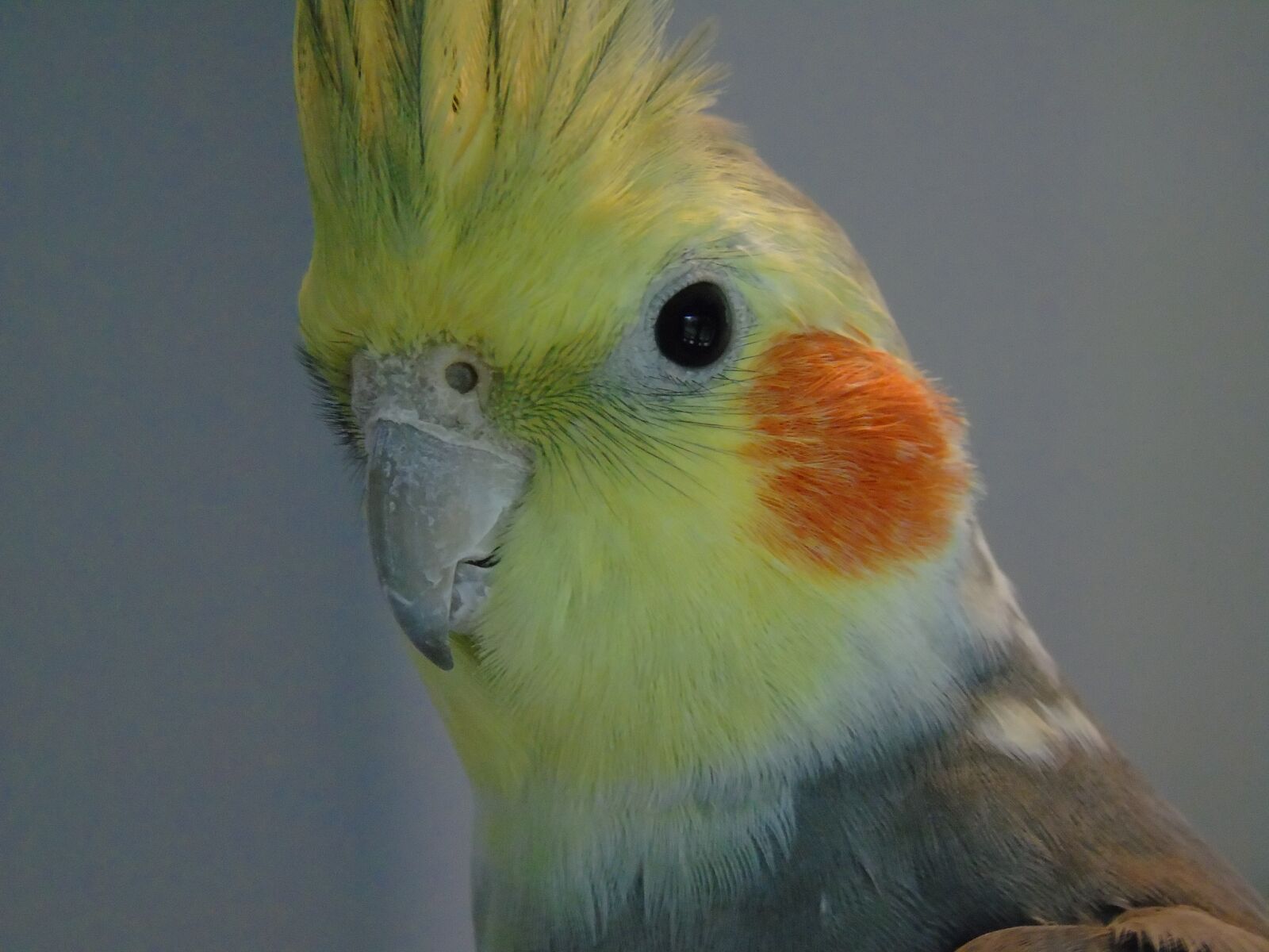 Sony Cyber-shot DSC-H400 sample photo. Cockatiel, parrot, cockatoo photography