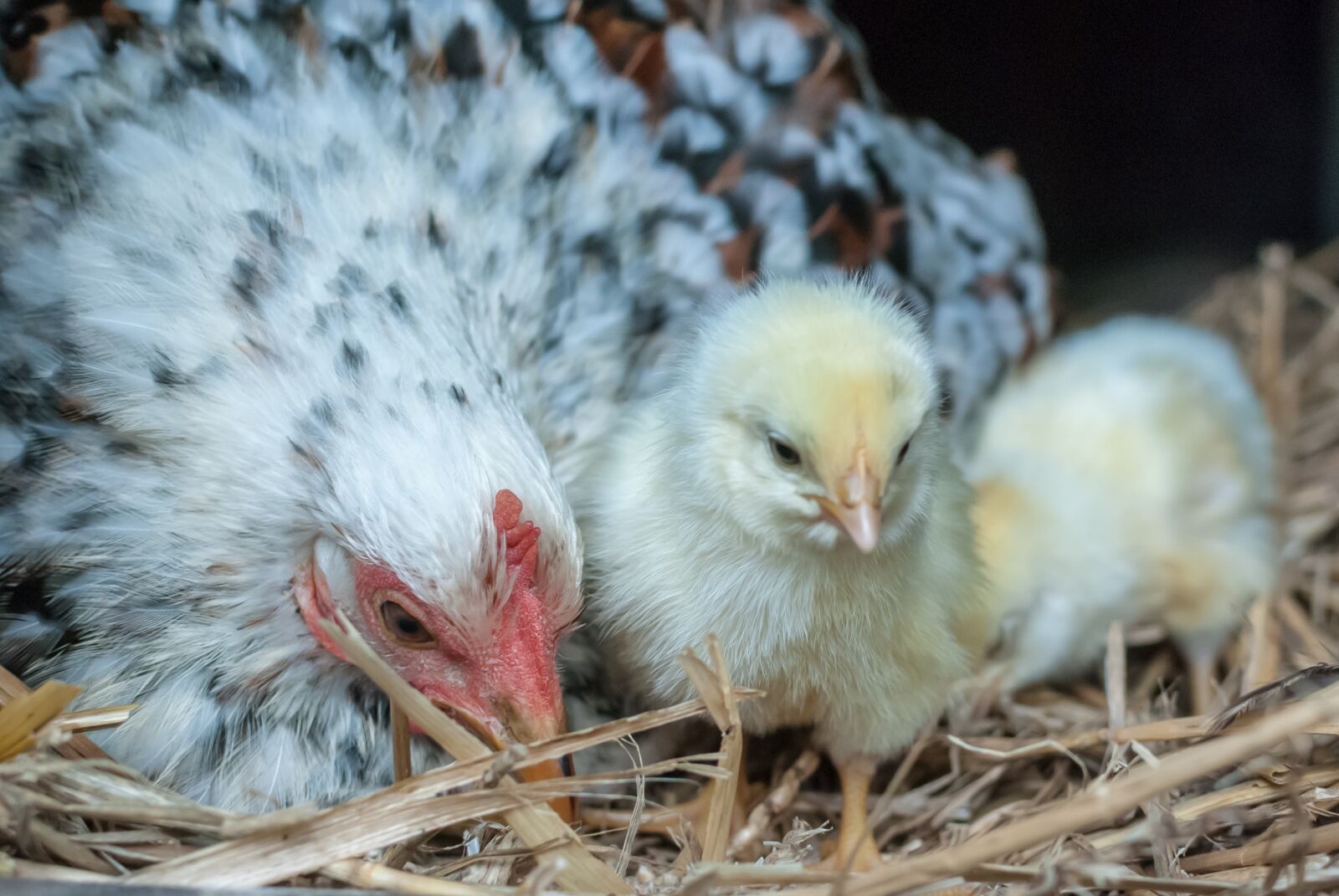 Nikon D80 sample photo. Hen, pekin, thousand photography