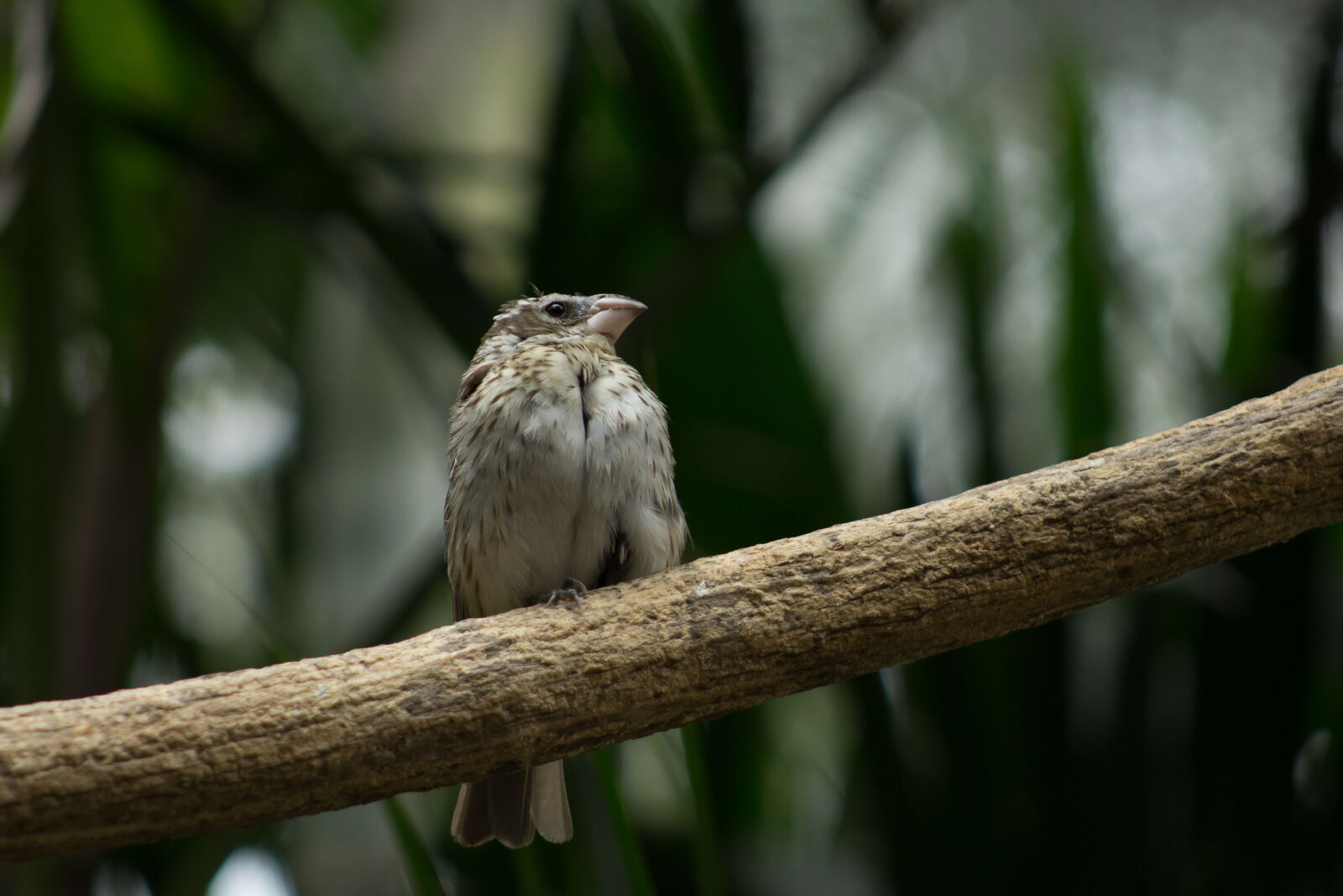 Canon EF 75-300mm f/4-5.6 sample photo. Bird photography
