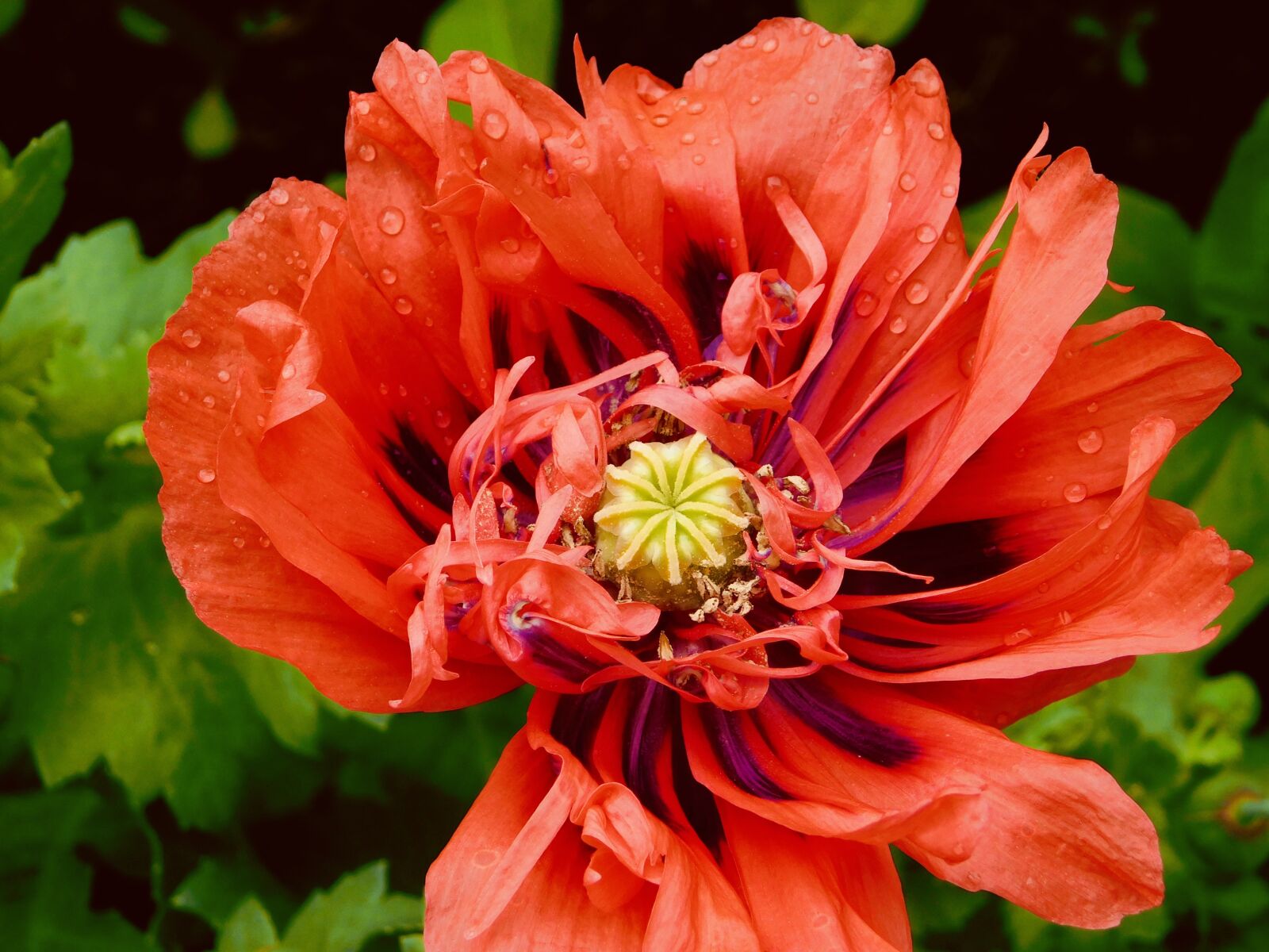 Nikon Coolpix B500 sample photo. Poppy, red, rain photography